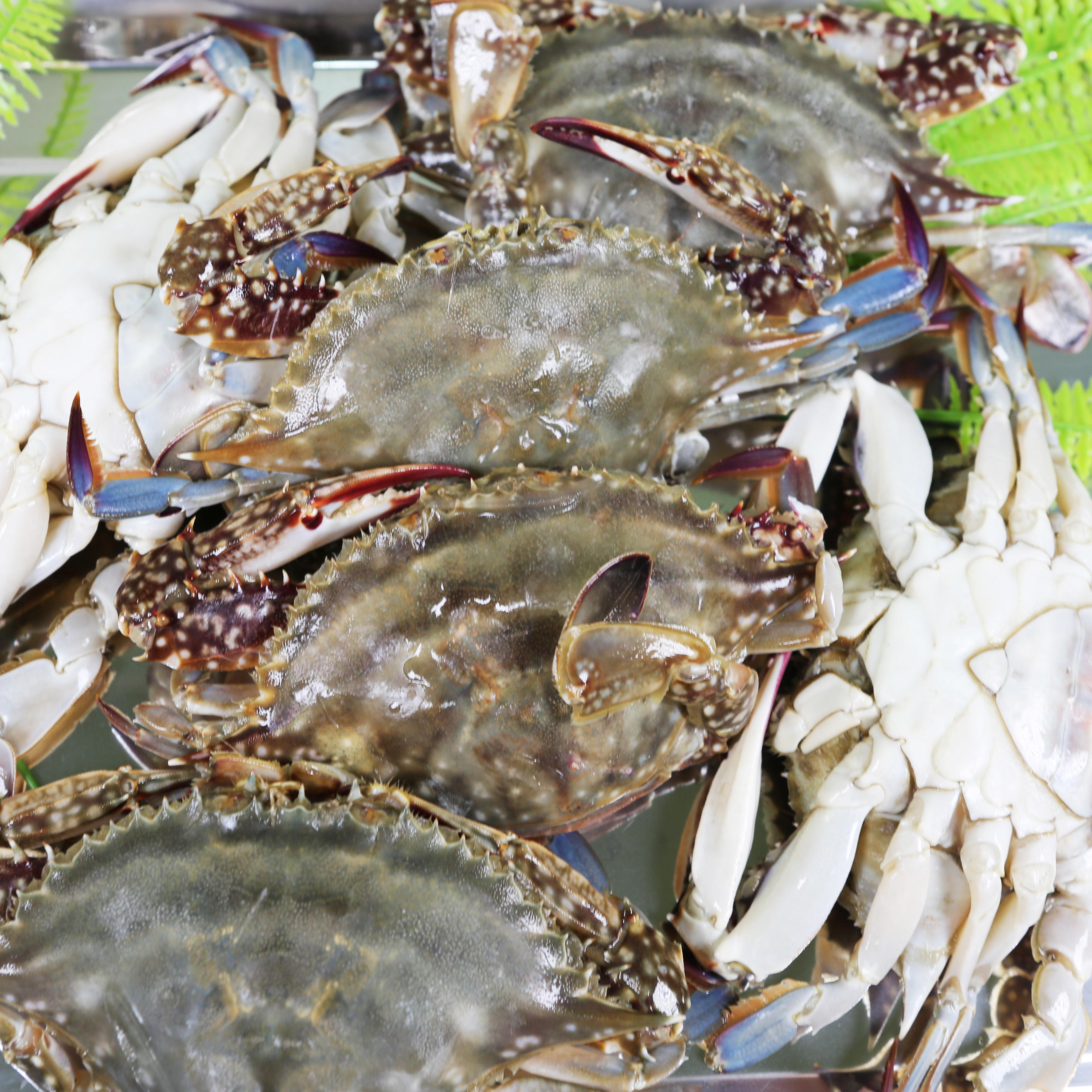 연평도 활꽃게 제철 숫꽃게 생물 가을 꽃게 1키로(3~6미) 5kg, 1개