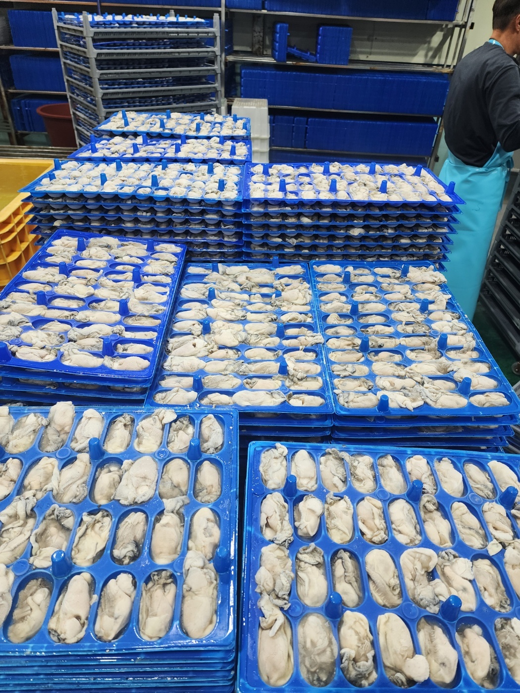 냉동 굴 5kg 깐굴 통영 국내산 대용량 업소용 개별급속냉동 굴전 굴국밥 굴튀김