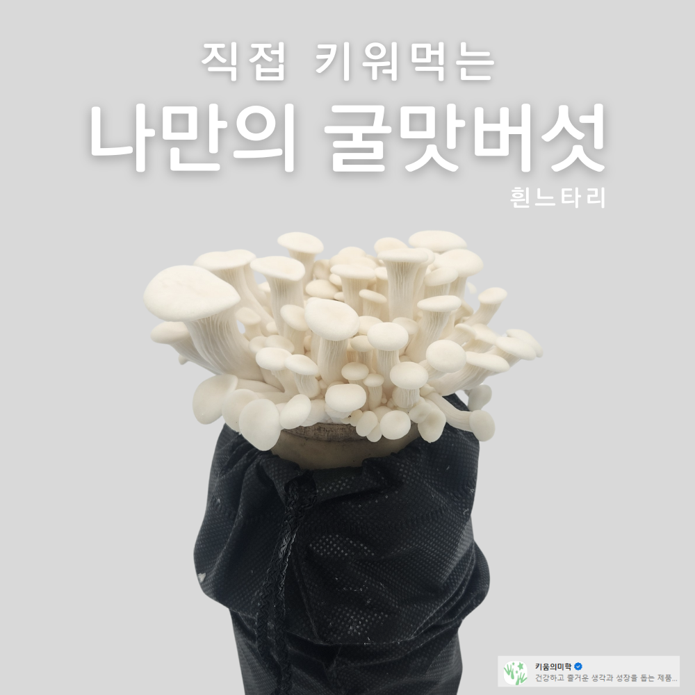 버섯키우기 키트 굴맛버섯(흰느타리)키우기 1개 7,900 1+1 런칭이벤트 2개 11,900 - 상품 이미지