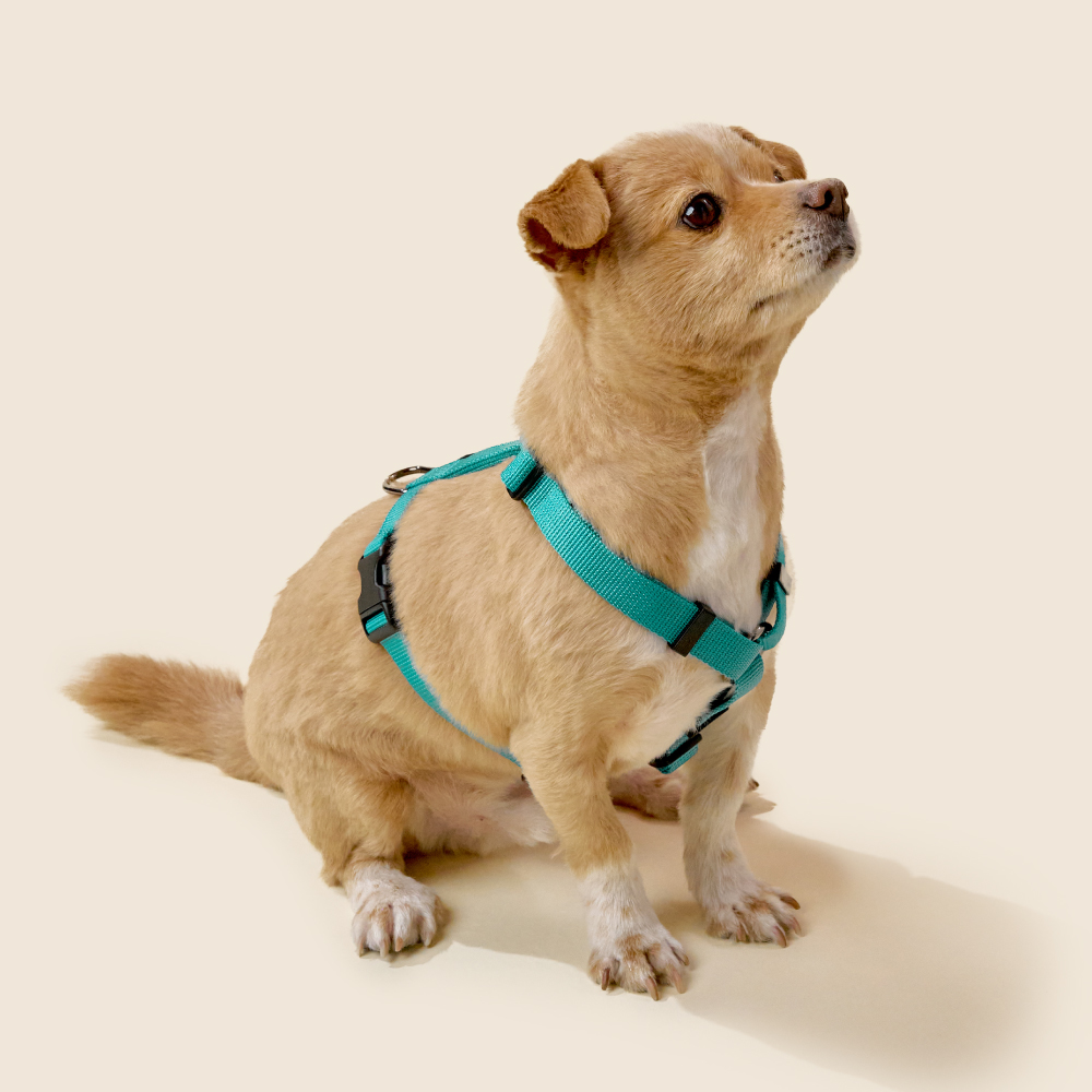 [강형욱X퍼피즈] 퍼피즈 어드벤처 가슴줄 (후크형), 강아지 하네스 목줄 산책줄