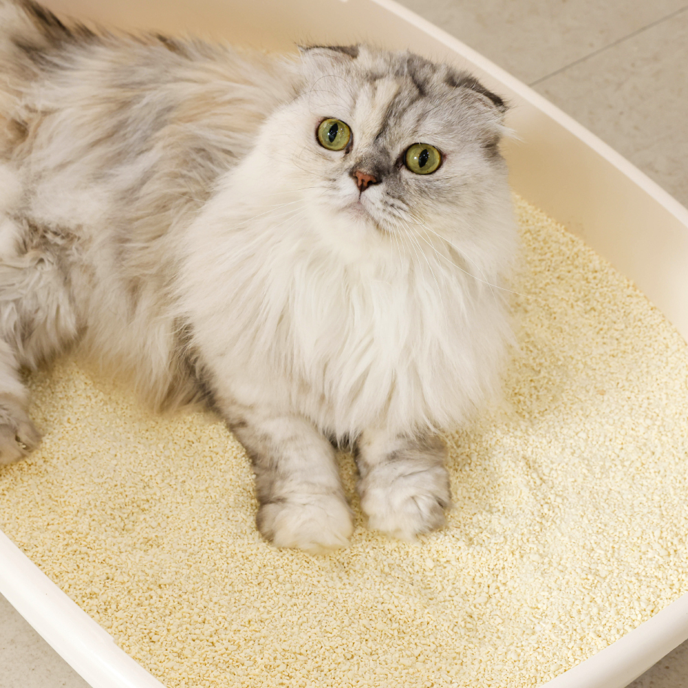 반짝 에코 카사바 모래 5.5kg X 2개 고양이 모래 - 상세 이미지 3