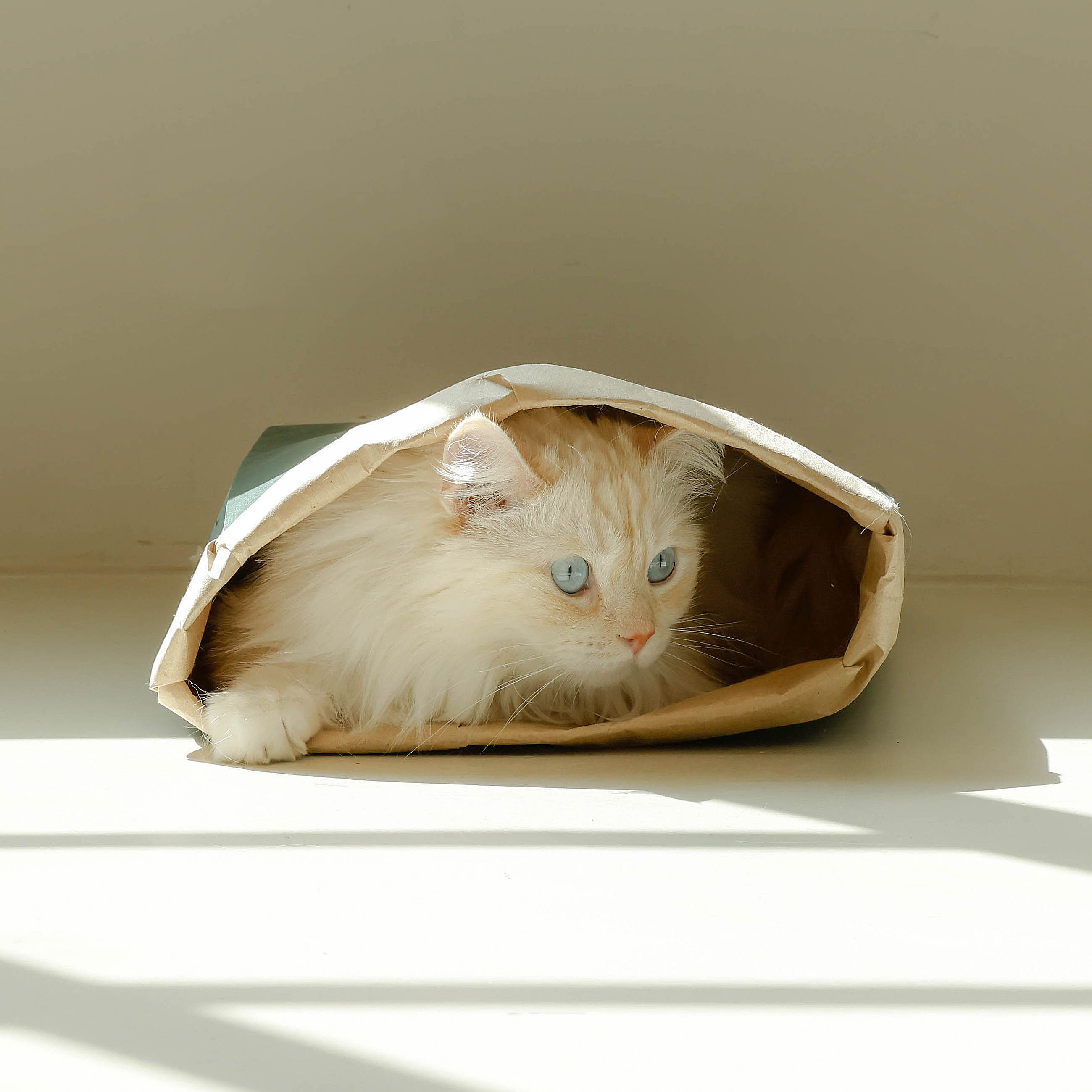 반짝 싱글 오리진 벤토나이트 일반입자 무향 9.5kg X 2개 고양이 모래 - 상세 이미지 3