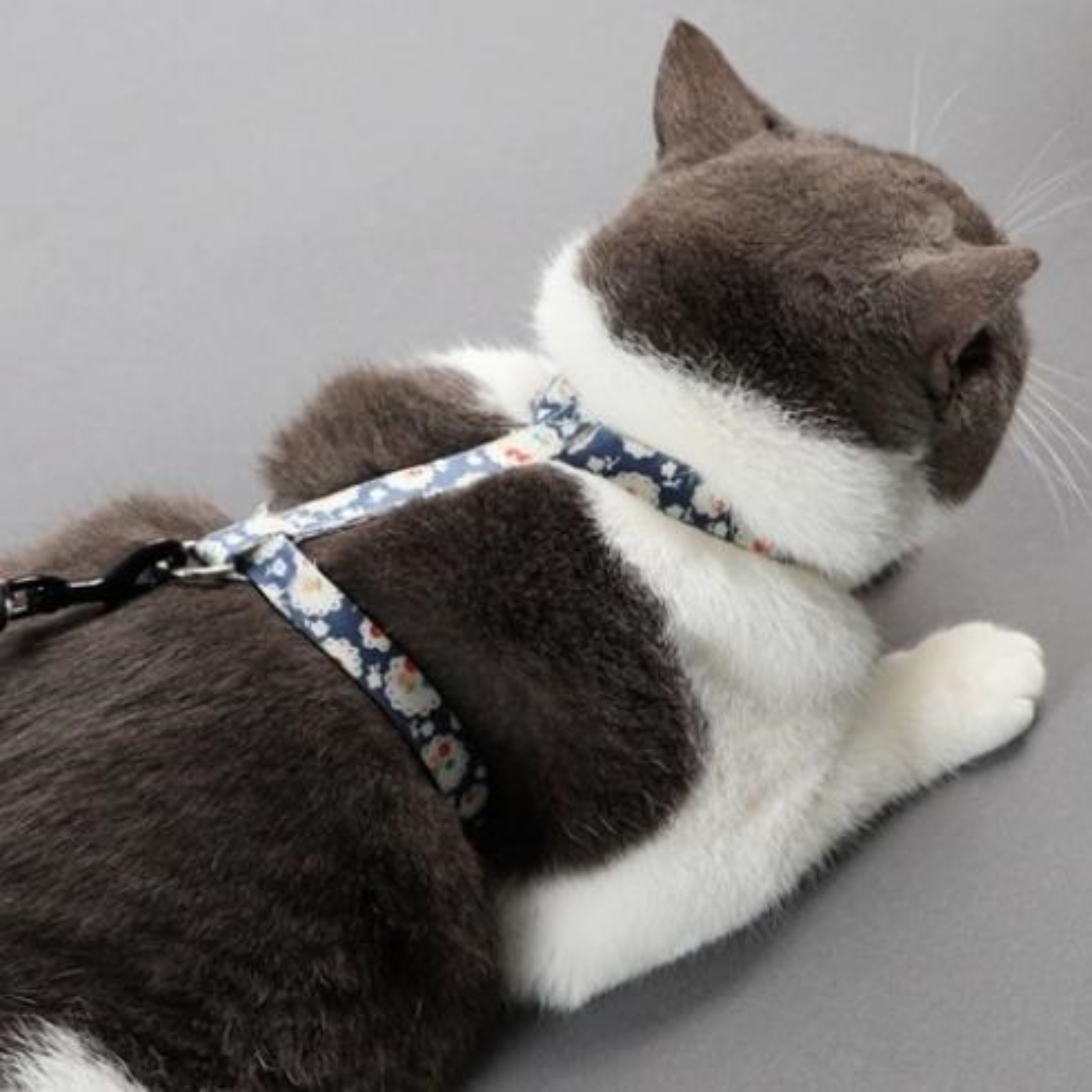 초소형견하네스 관절보호 슬개골 고양이 아기 강아지 새끼 이미지 8