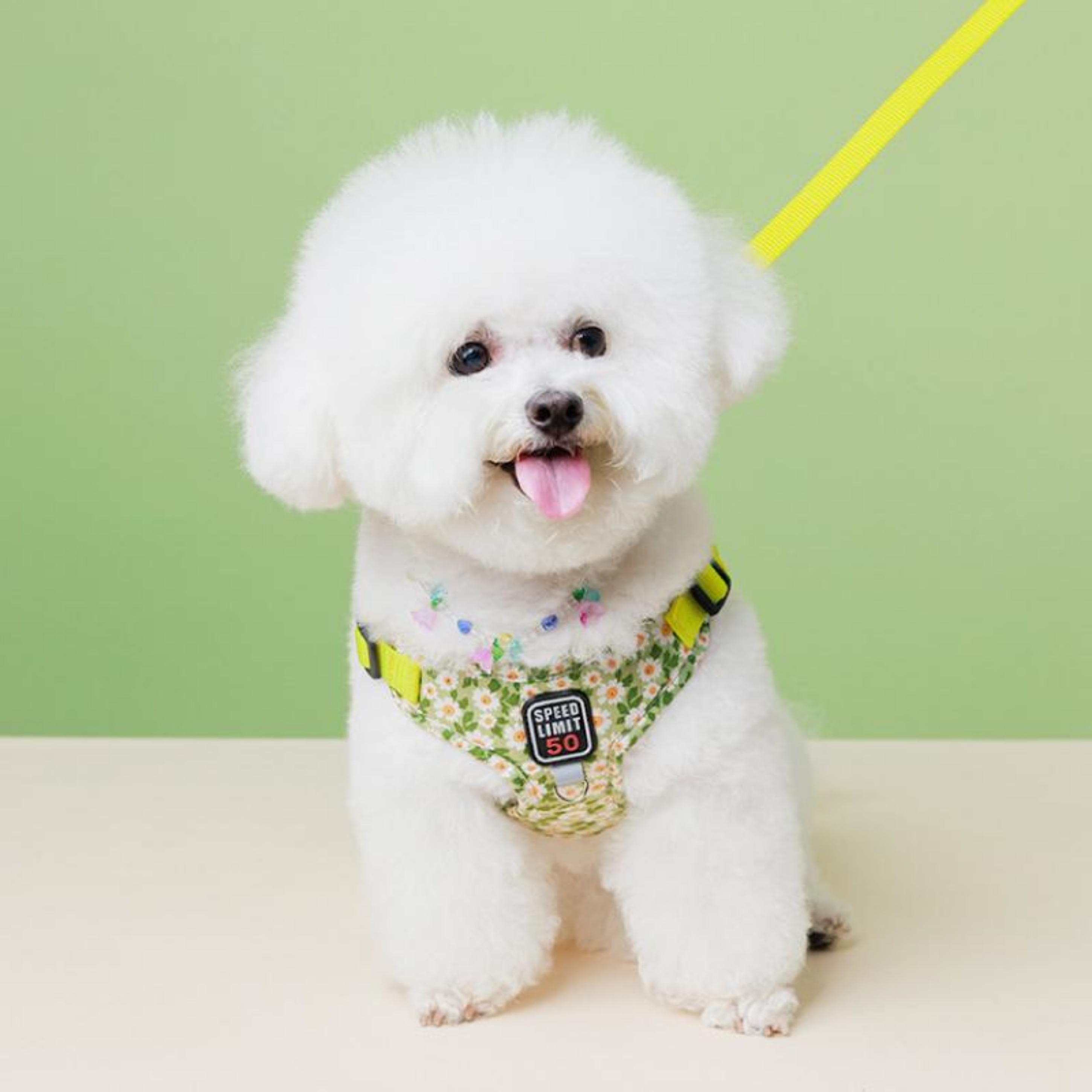 강아지하네스X형 관절보호 초소형견 슬개골 새끼 아기 강아지 이미지 6
