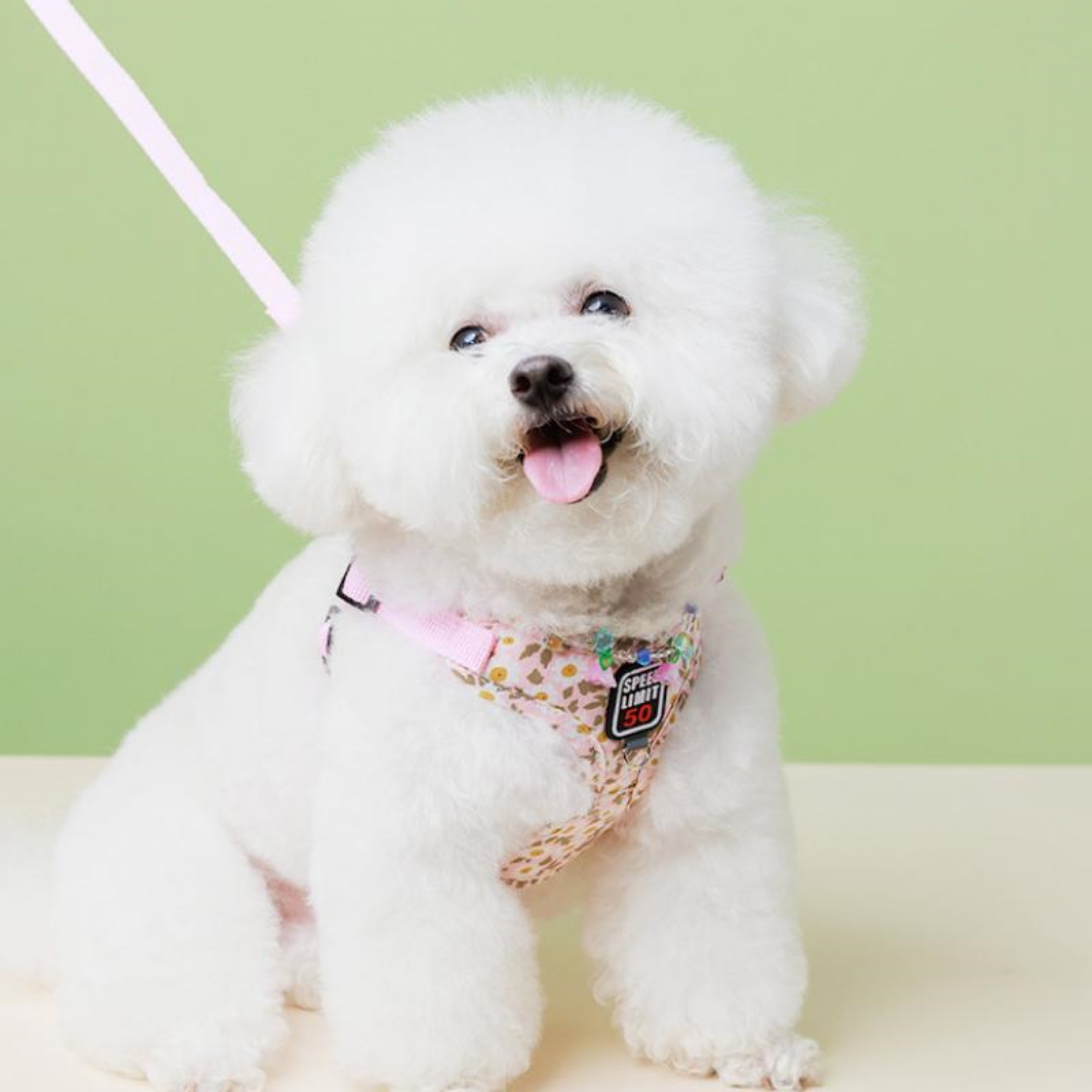 강아지하네스X형 관절보호 초소형견 슬개골 새끼 아기 강아지 - 상세 이미지 5