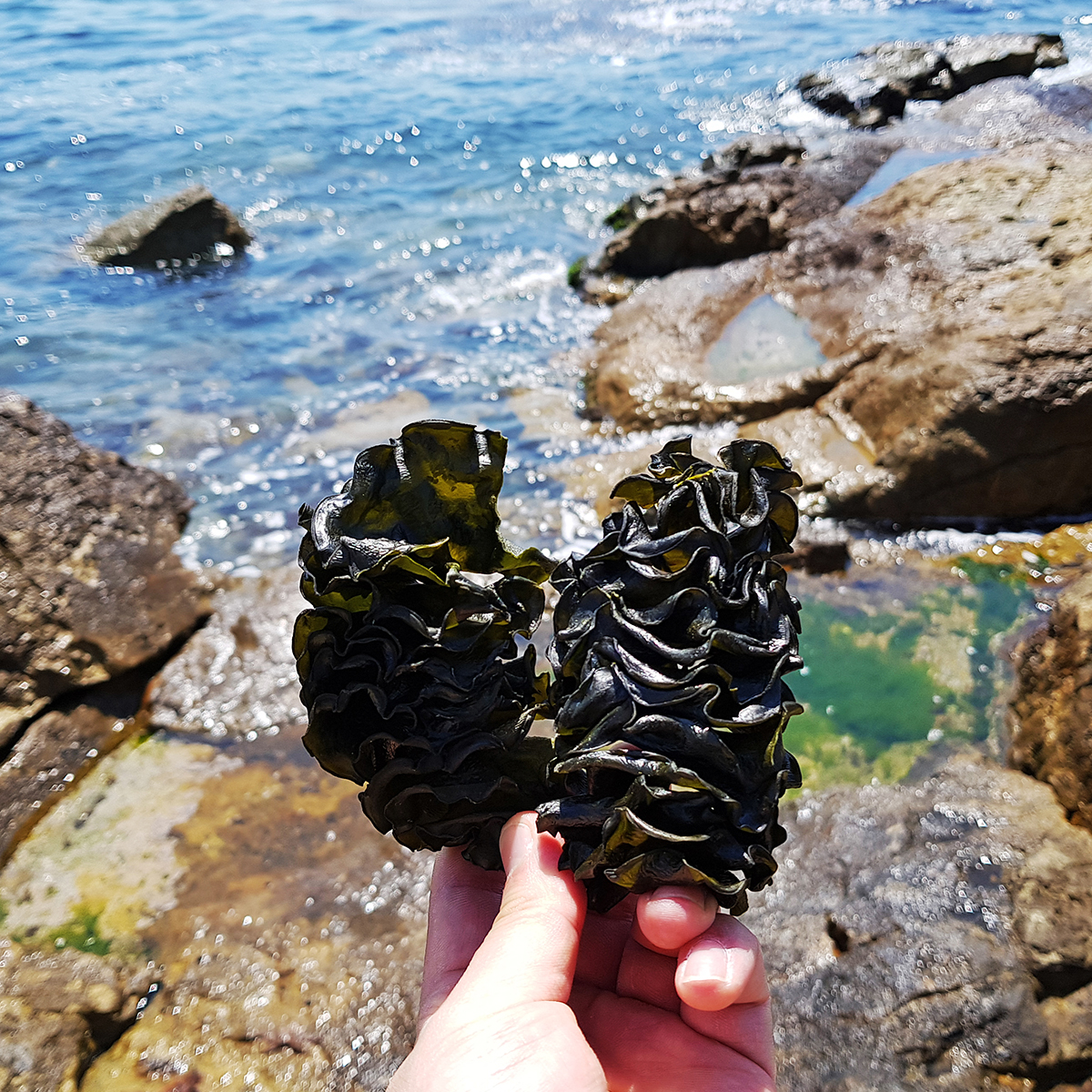 완도 미역귀 미역 500g, 2개