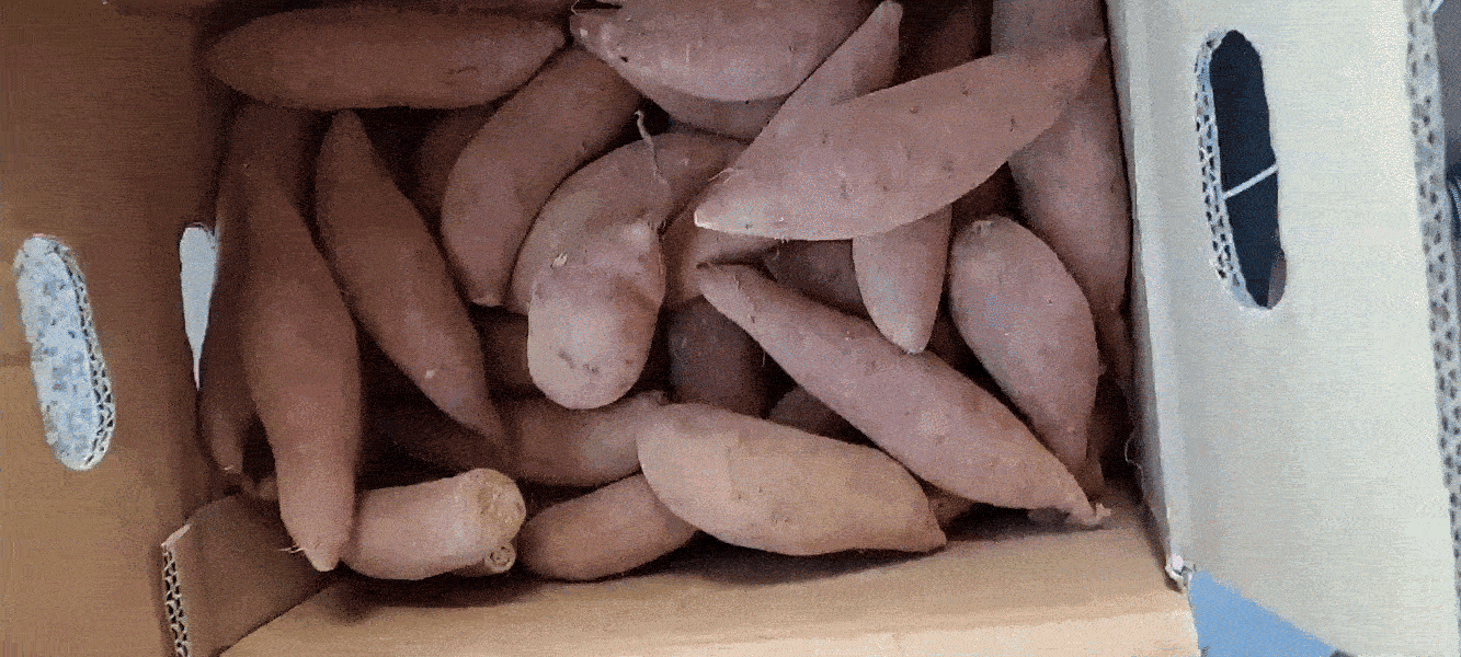 꿀고구마 달달한고구마 특, 2kg, 1개 - 상세 이미지 3