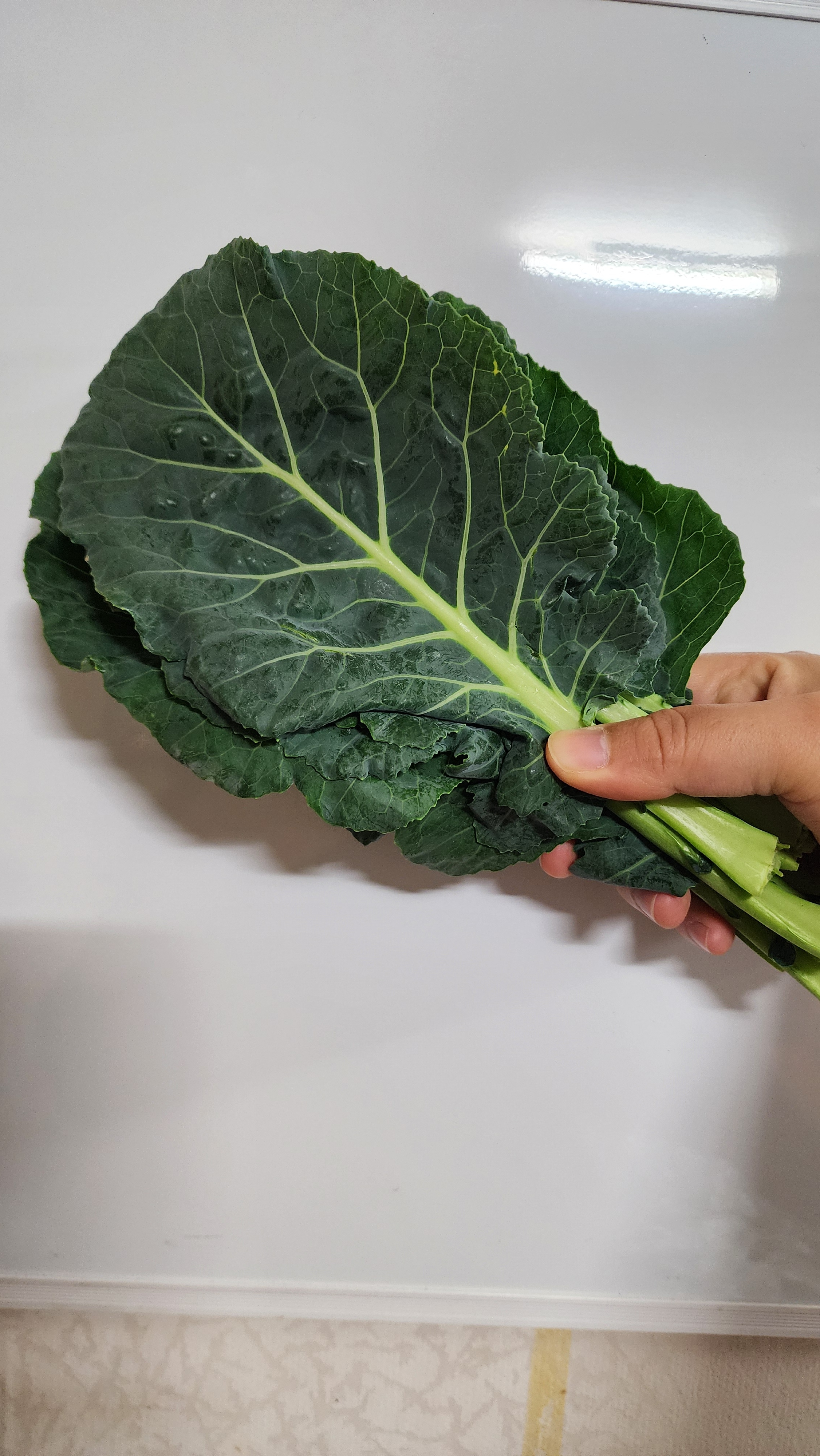 농장직송 케일 쌈 주스 그린스무디 쌈채소 샐러드야채 당일수확 2kg, 1개 - 상세 이미지 5