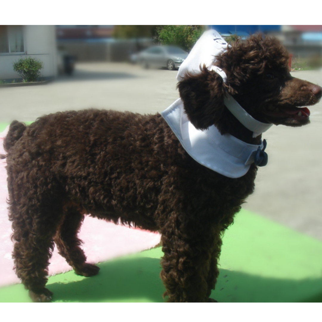 위드레오 강아지 마린세트 고양이 세일러복 할로윈 코스튬 - 상세 이미지 3