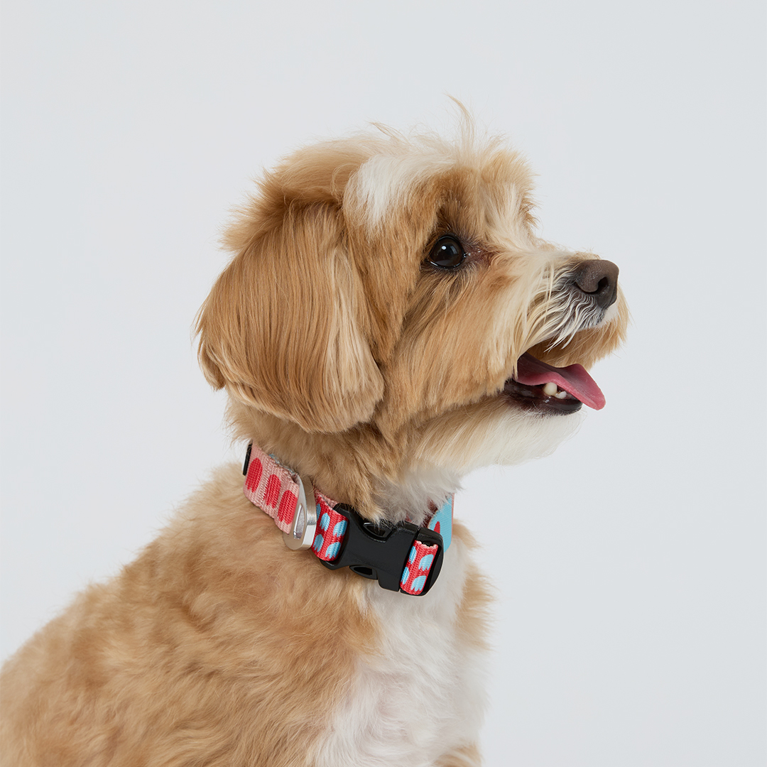 일로 오리지널 목줄 강아지 반려견 소형견 중형견 피버, M 이미지 4