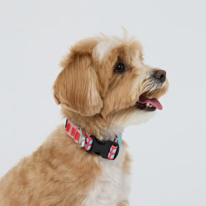 일로 오리지널 목줄 강아지 반려견 소형견 중형견 피버, M 솔직 후기 | 실제 사용자 리뷰 총정리 - 상품 이미지 4