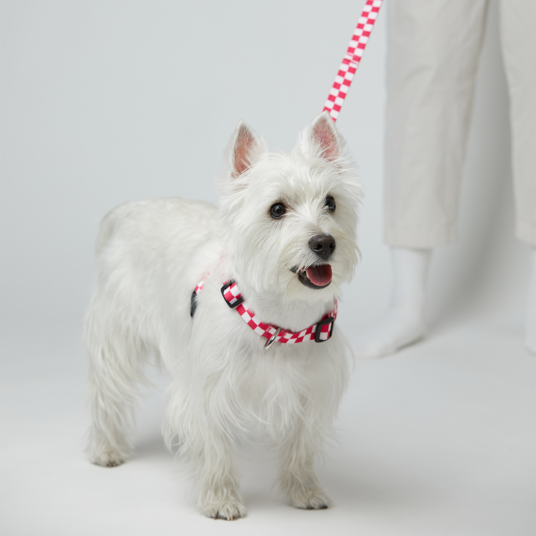 일로 리쉬 리드줄 반려견 산책용품 2m 텐텐 핑크, 2.4m 핸즈프리