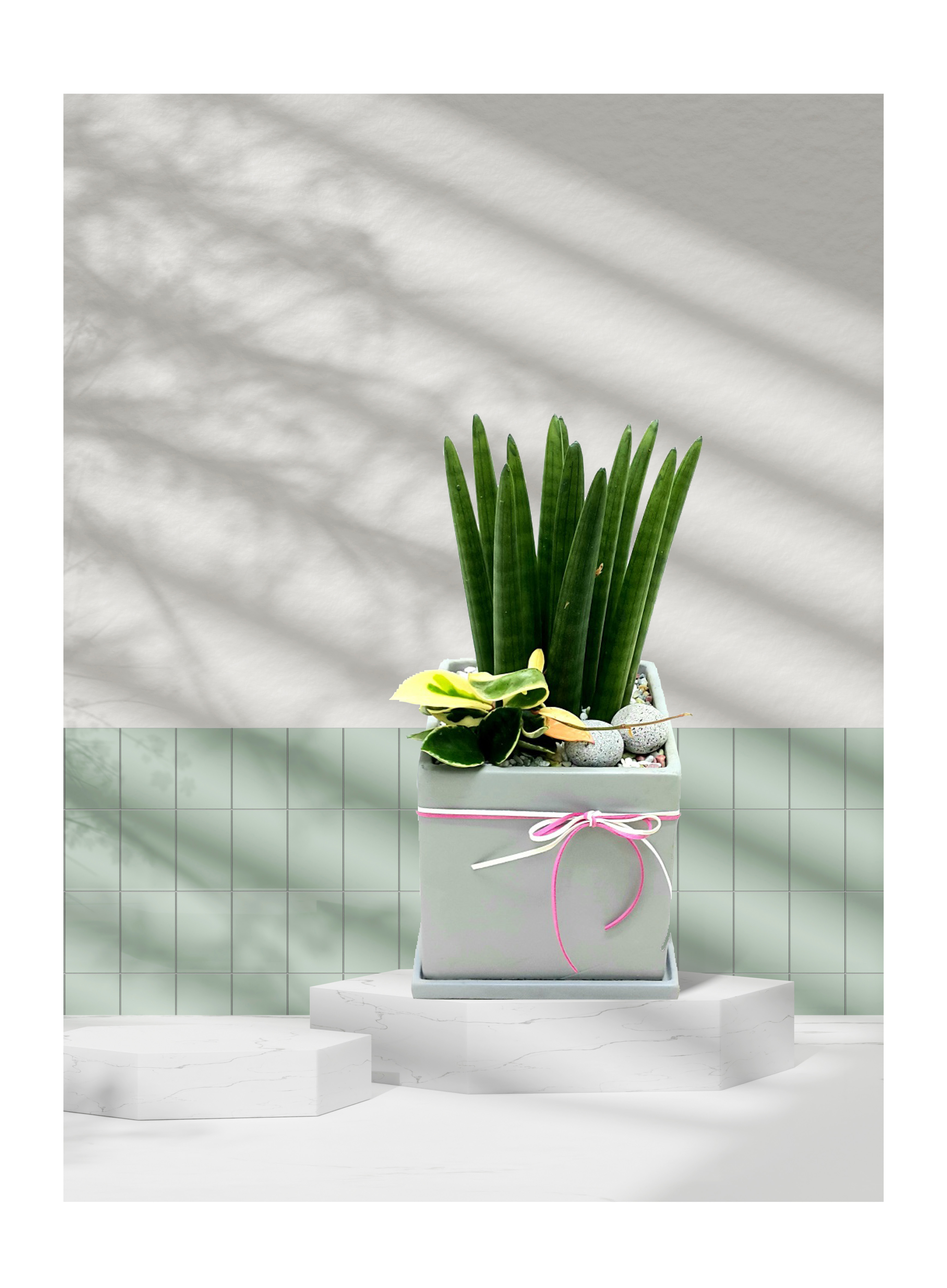 스투키 탁상용소품 개업 이전 취임 승진 개업식 축하 화분 예도화환 전국 꽃배달 서비스