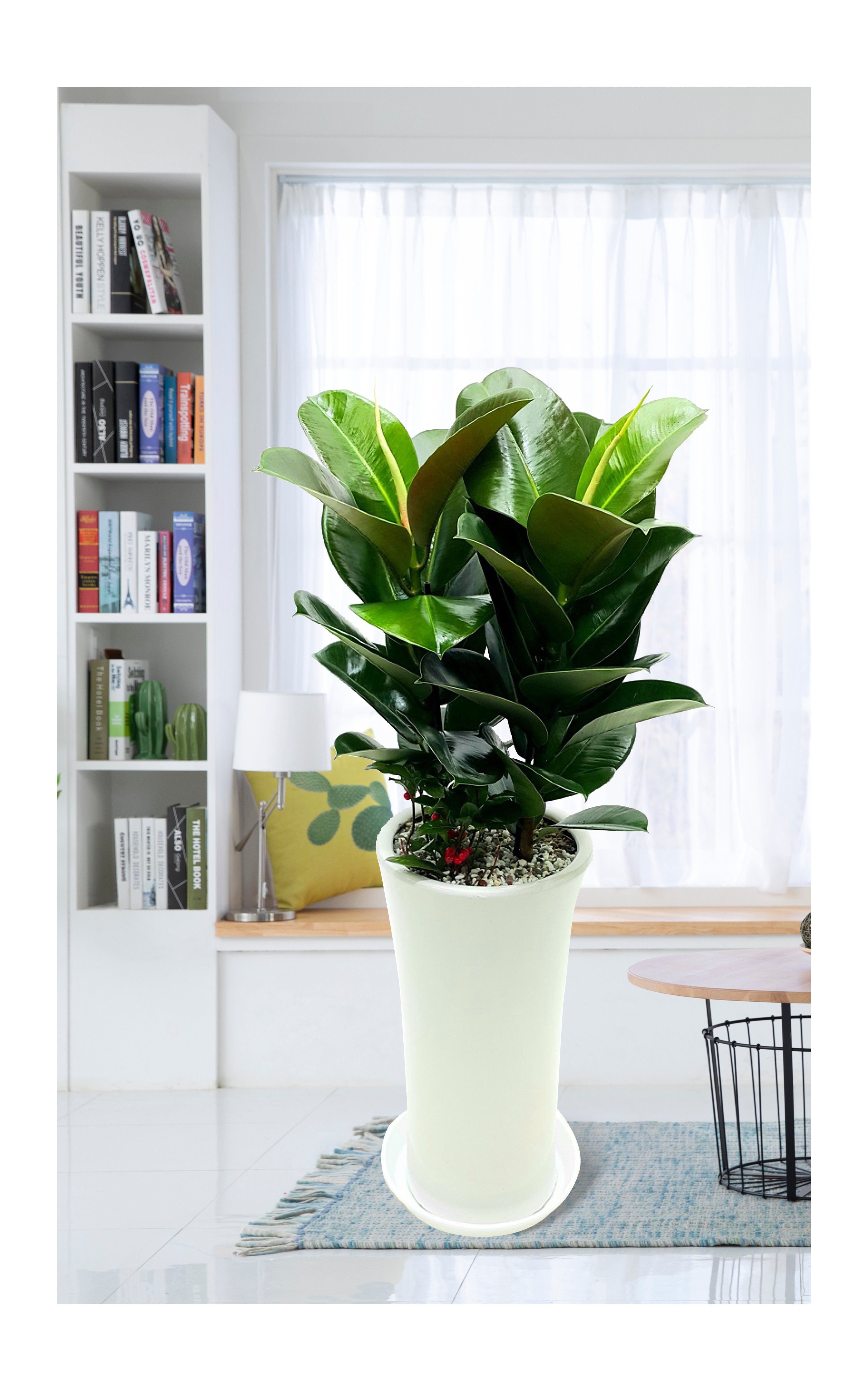 고무나무 대품 관엽 개업 이전 취임 승진 개업식 축하 화분 예도화환 전국 꽃배달 서비스