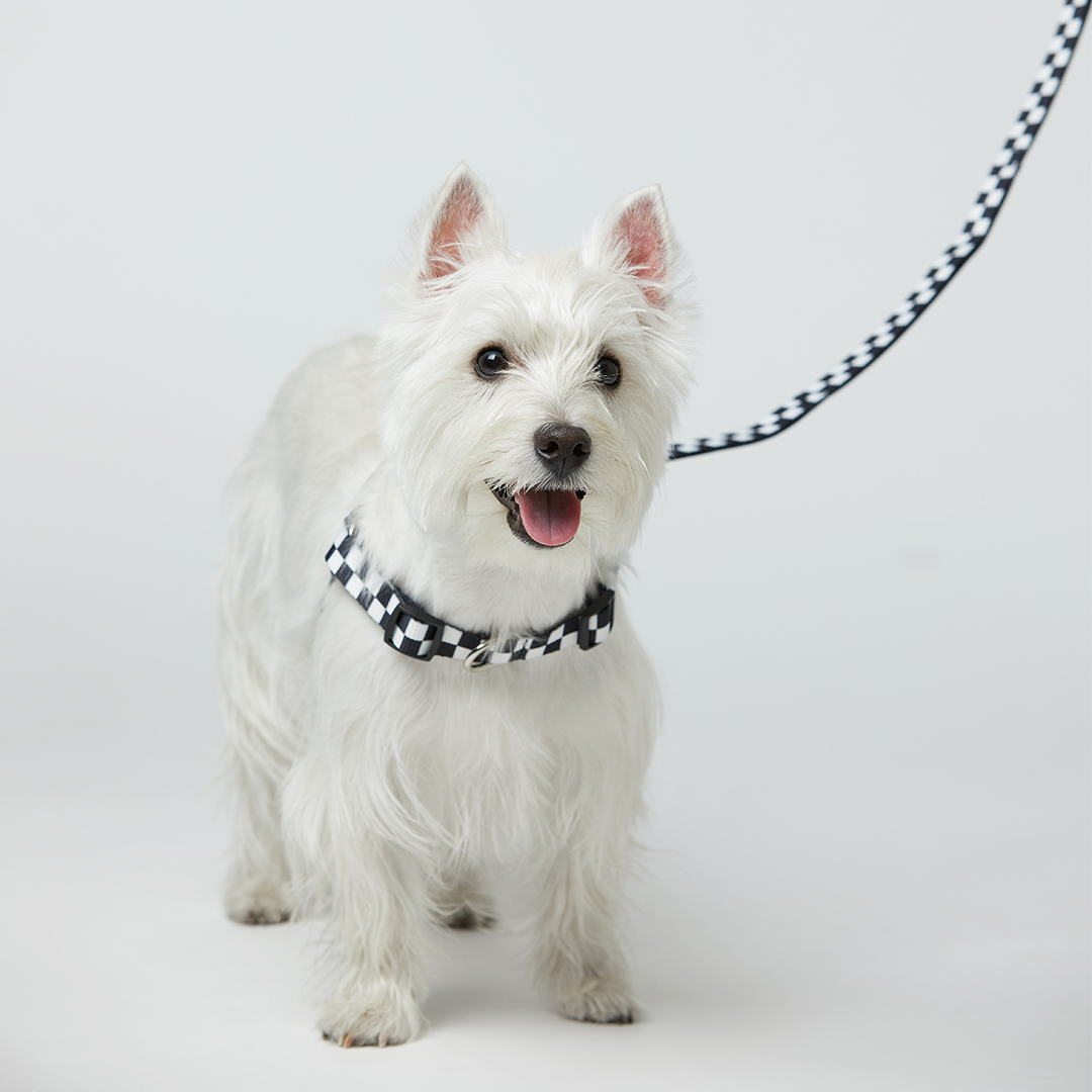 일로 리쉬 리드줄 반려견 산책용품 2m 텐텐 블랙, 2.4m 핸즈프리