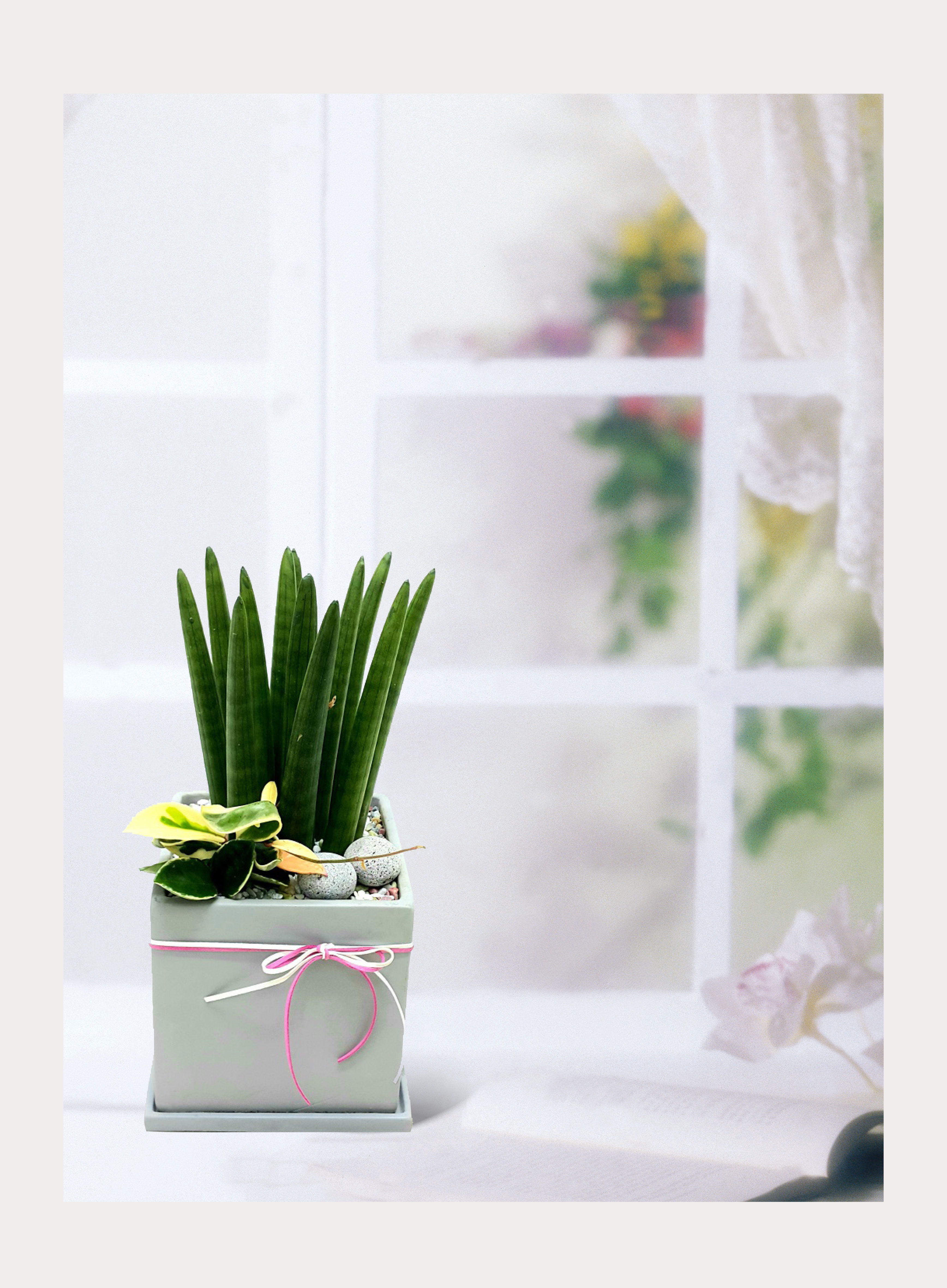 스투키 탁상용소품 개업 이전 취임 승진 개업식 축하 화분 예도화환 전국 꽃배달 서비스