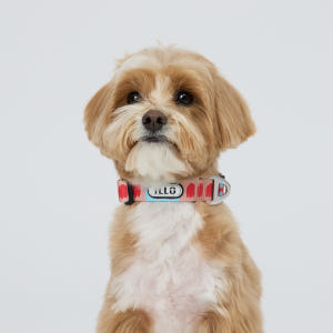 일로 오리지널 목줄 강아지 반려견 소형견 중형견 피버, M 솔직 후기 | 실제 사용자 리뷰 총정리 - 상품 이미지 2