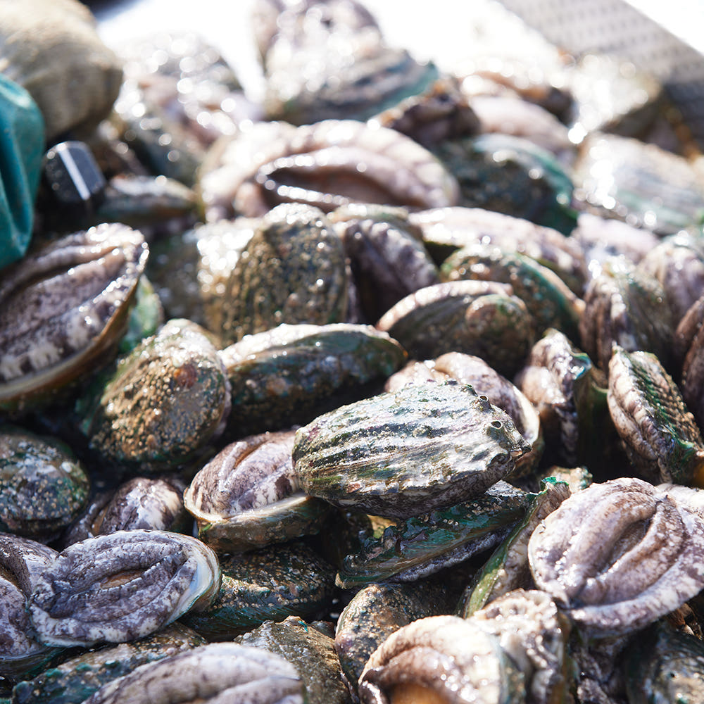 미쓰장 완도 활전복 1kg