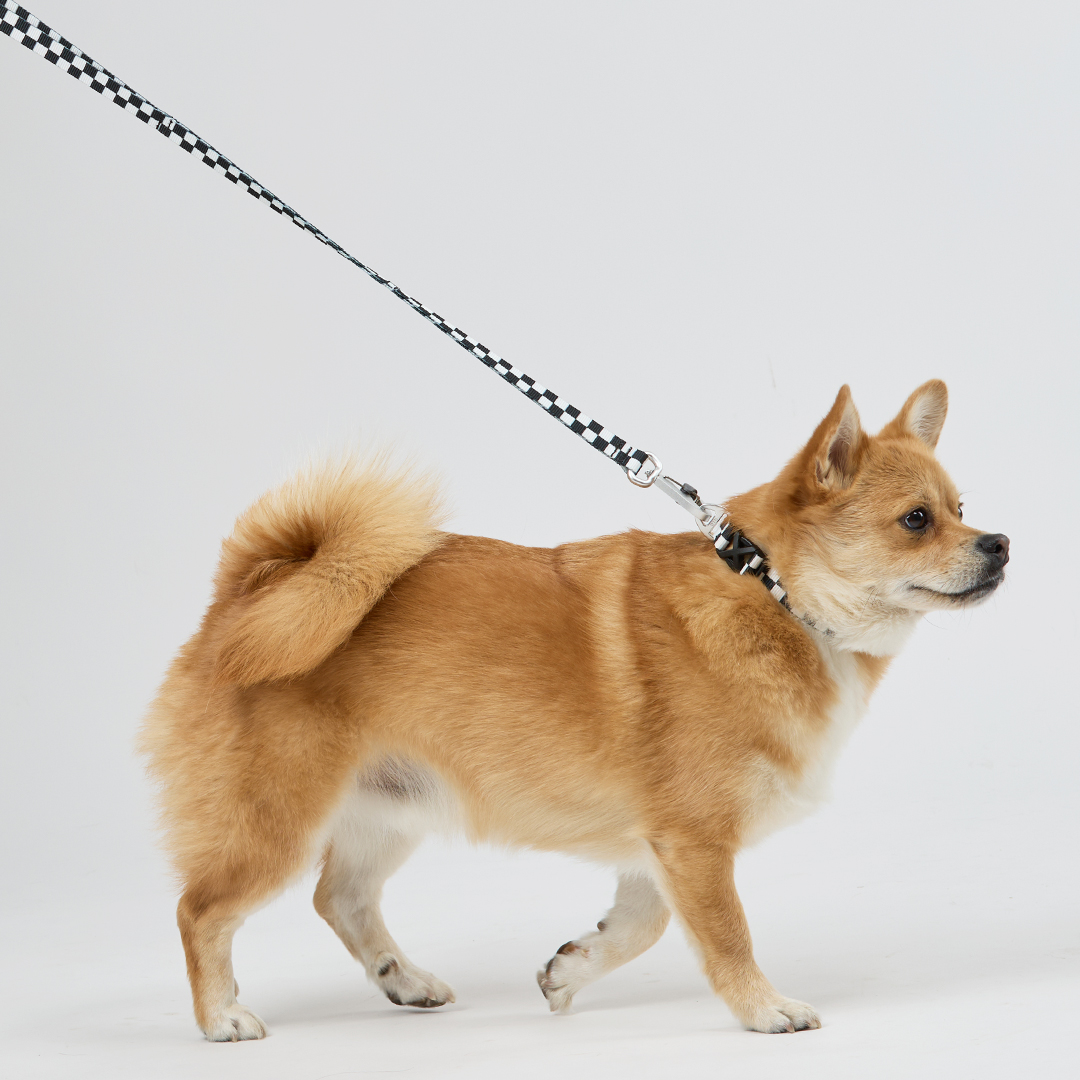 일로 리쉬 리드줄 반려견 산책용품 2m 텐텐 블랙, 2.4m 핸즈프리