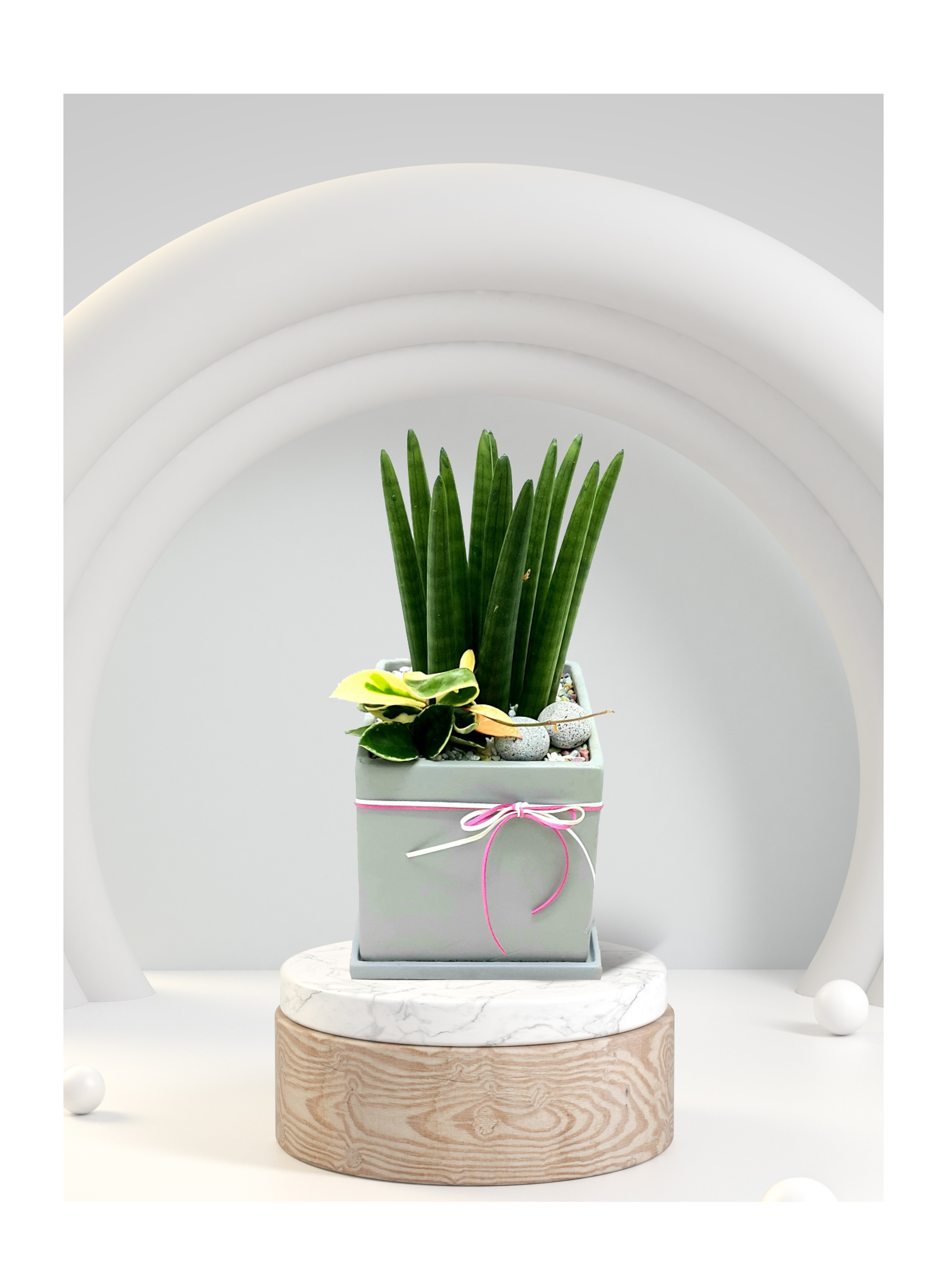 스투키 탁상용소품 개업 이전 취임 승진 개업식 축하 화분 예도화환 전국 꽃배달 서비스