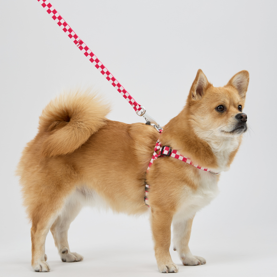 일로 리쉬 리드줄 반려견 산책용품 2m 텐텐 핑크, 2.4m 핸즈프리