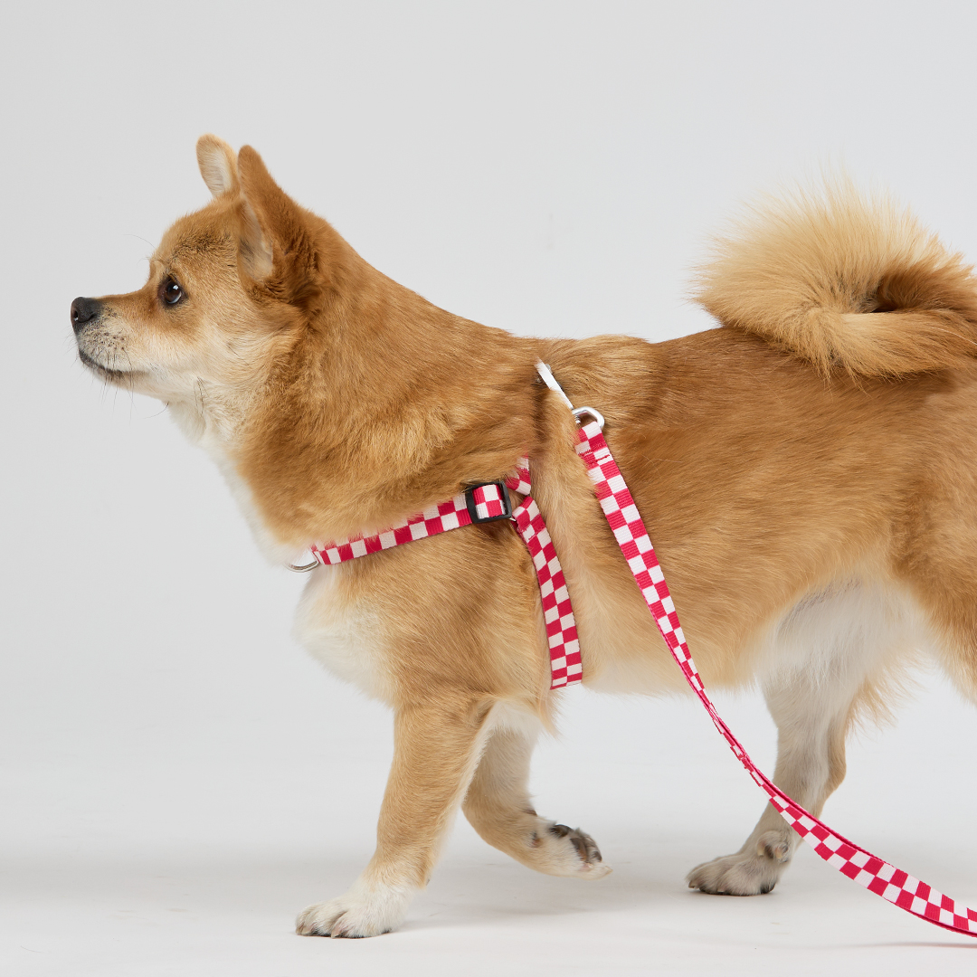 일로 리쉬 리드줄 반려견 산책용품 2m 텐텐 핑크, 2.4m 핸즈프리