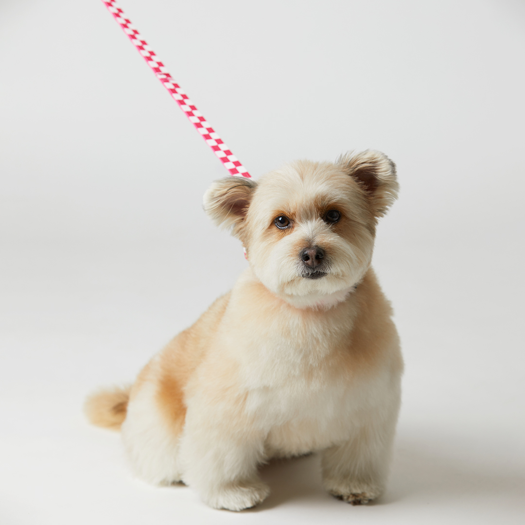 일로 리쉬 리드줄 반려견 산책용품 2m 텐텐 핑크, 2.4m 핸즈프리