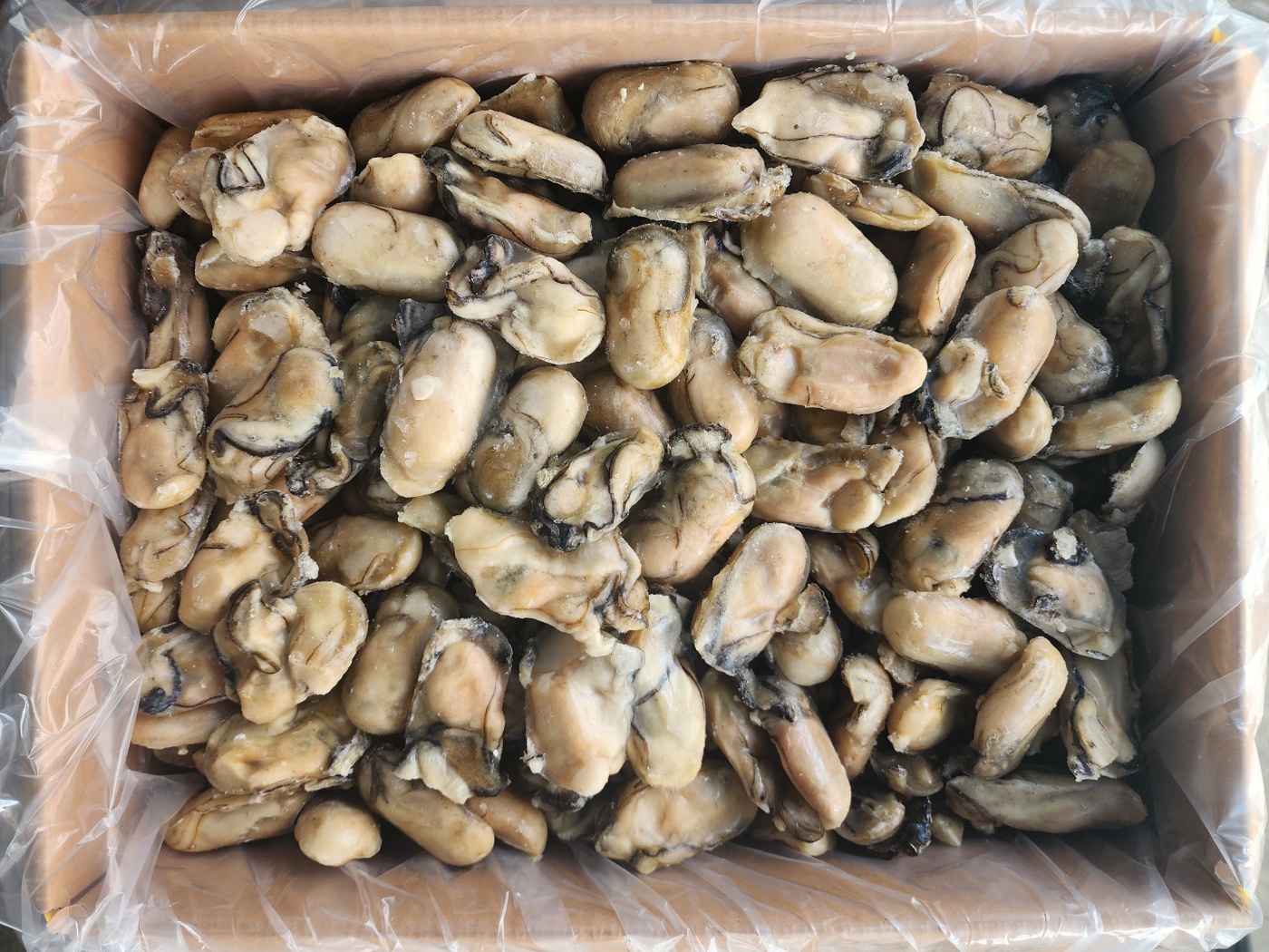 [무료배송] 냉동 굴 10KG 국내산 대용량