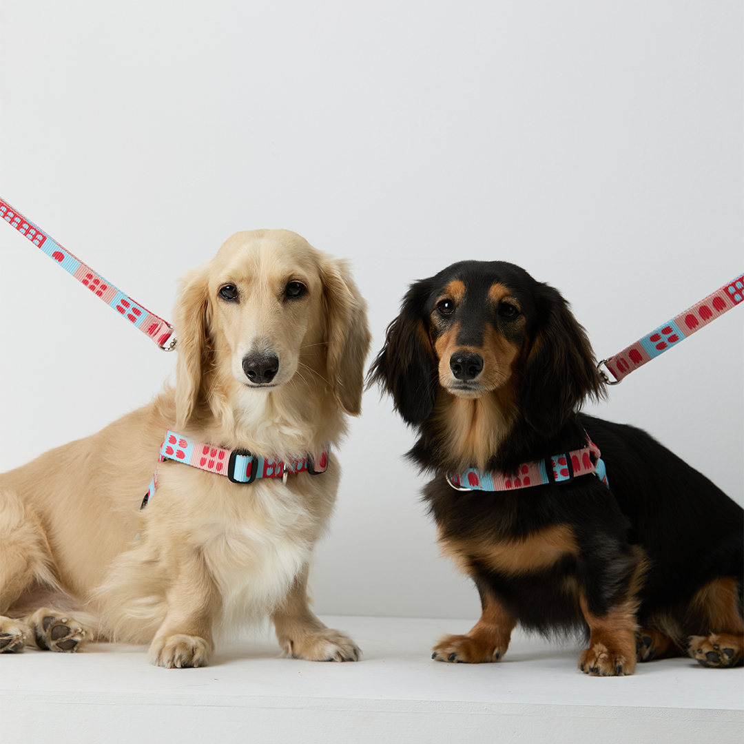 일로 리쉬 리드줄 반려견 산책용품 2m 피버, 2.4m 핸즈프리