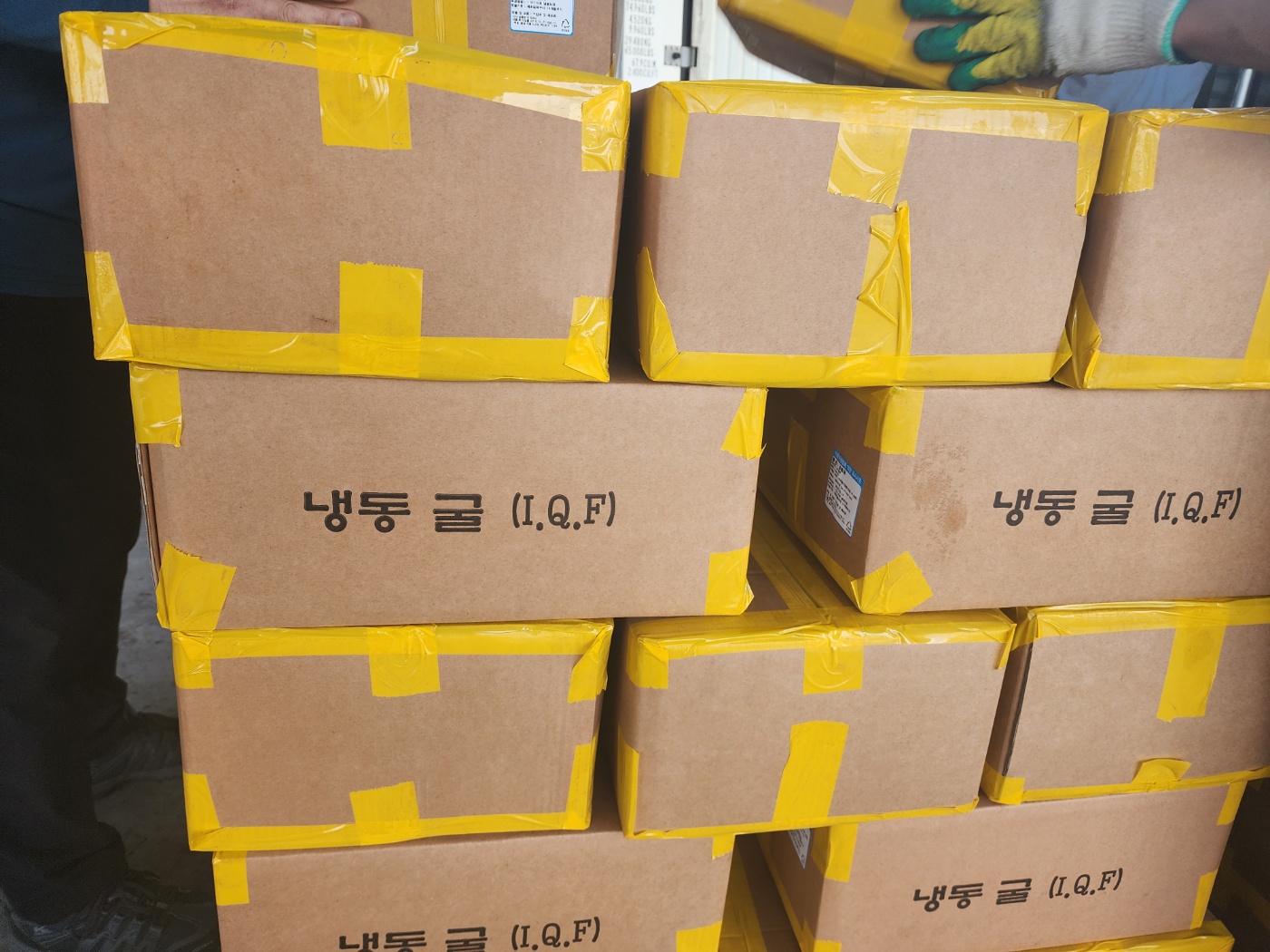 [무료배송] 냉동 굴 10KG 국내산 대용량 - 상세 이미지 5