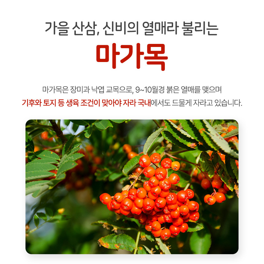 마가목 열매 효능 300g 국산 - 상세 이미지 2