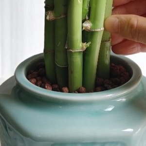친집선 수경재배 개운죽 20cm 도자기 화분 돈들어오는 재물운 초록숲 이미지 6