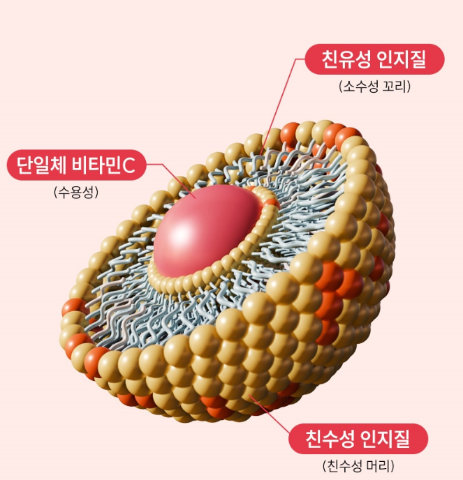 프리미엄 더좋은 리포좀 비타민c 1000 식물성캡슐 리포즘 90정 이미지 6