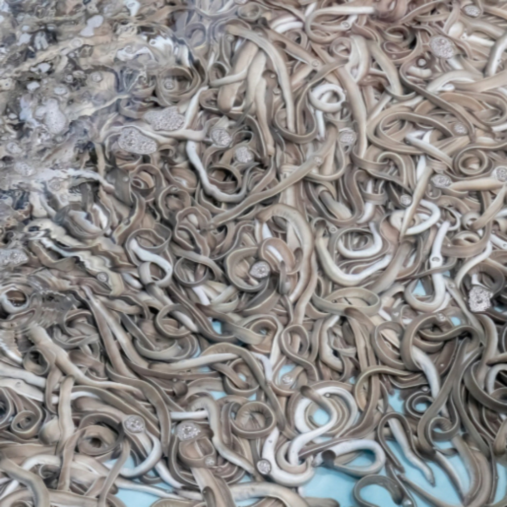 국내산 손질 생물 꼼장어 곰장어 1kg 당일손질 이미지 2