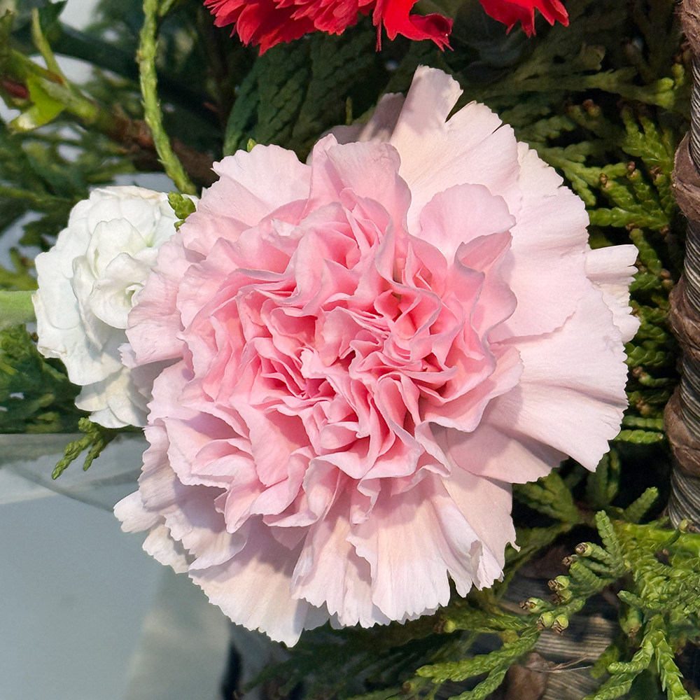 충북 청주 레드 핑크 카네이션 꽃바구니 어버이날 스승의날 꽃배달 부모님 선물 생화 농장직영