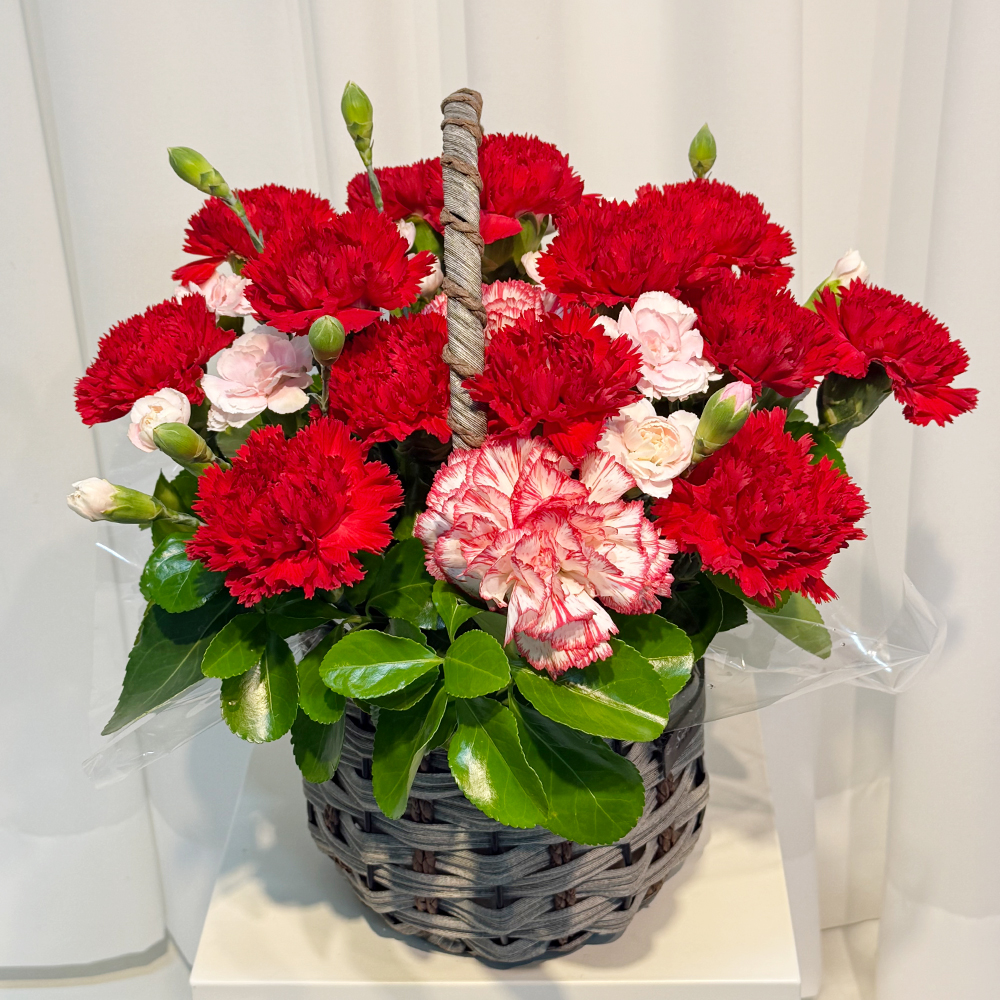 전북 전주 레드 카네이션 꽃바구니 어버이날 스승의날 전국꽃배달 부모님 선물 생화 농장직영