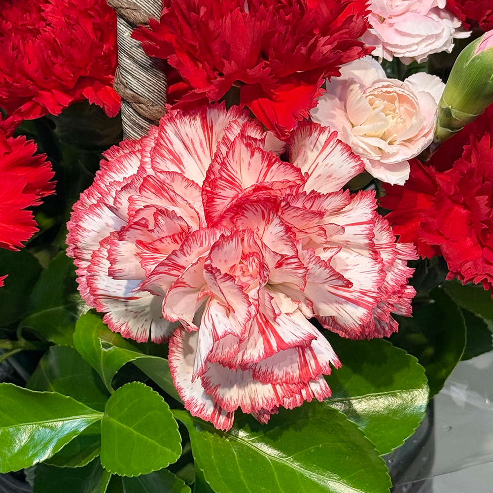 전북 전주 레드 카네이션 꽃바구니 어버이날 스승의날 전국꽃배달 부모님 선물 생화 농장직영