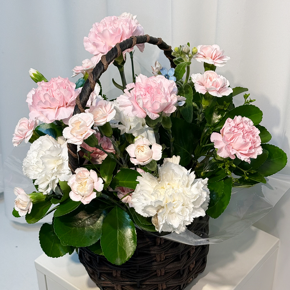 충남 계룡 혼합 카네이션 꽃바구니 어버이날 스승의날 전국꽃배달 부모님 선물 생화 농장직영