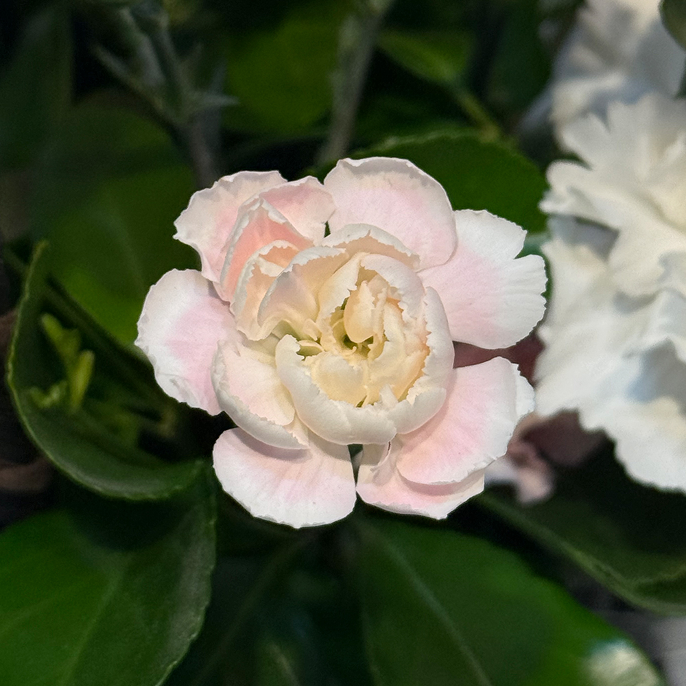 충남 계룡 혼합 카네이션 꽃바구니 어버이날 스승의날 전국꽃배달 부모님 선물 생화 농장직영