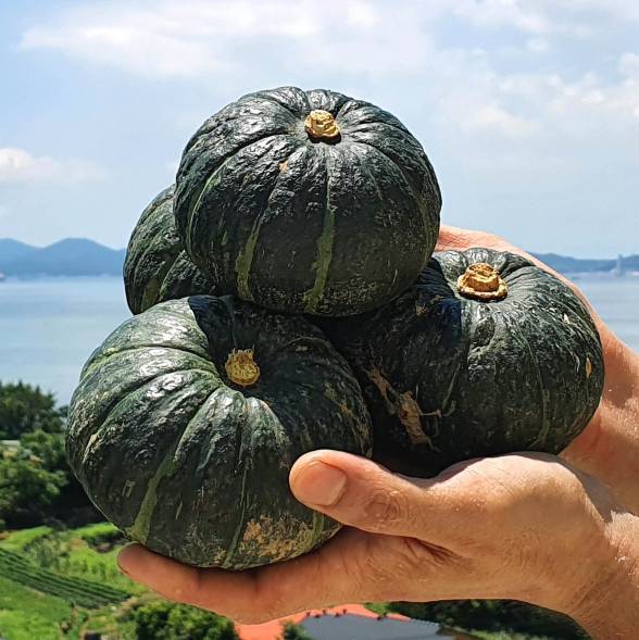 제주 미니 뉴질랜드 단호박 밤호박 보우짱 2kg 3kg 5kg 이미지 4