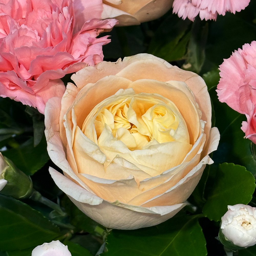 전북 남원 핑크 카네이션 꽃바구니 어버이날 스승의날 전국꽃배달 부모님 선물 생화 농장직영