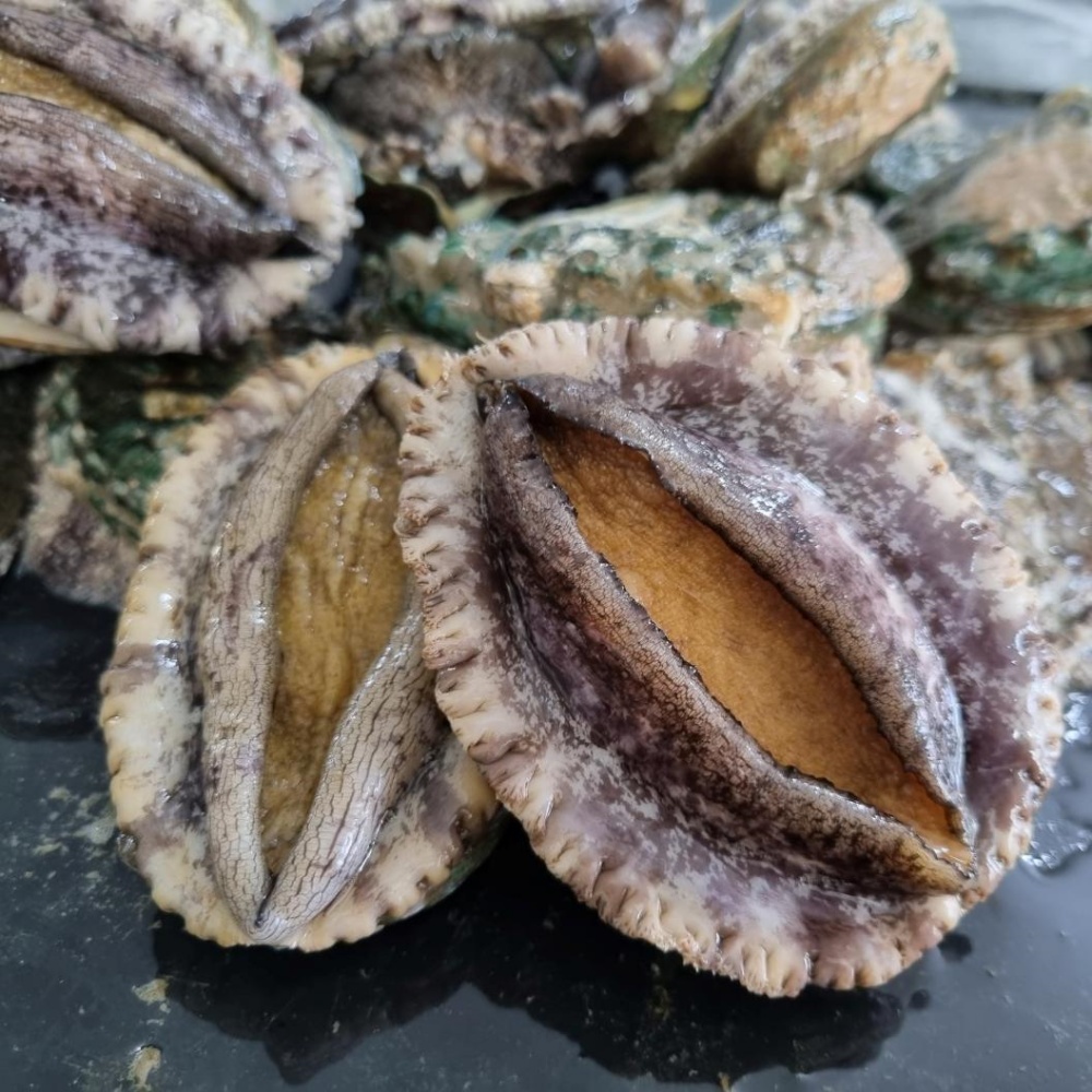 양식 전복1키로 생전복 전복회 전남완도 활전복 1kg 대전복 산지직송 (11-13미) - 상세 이미지 5
