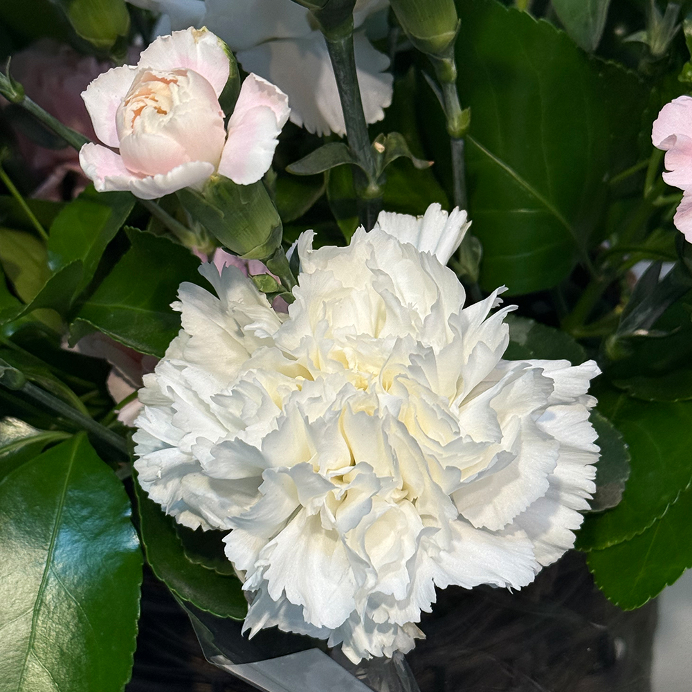 충남 계룡 혼합 카네이션 꽃바구니 어버이날 스승의날 전국꽃배달 부모님 선물 생화 농장직영