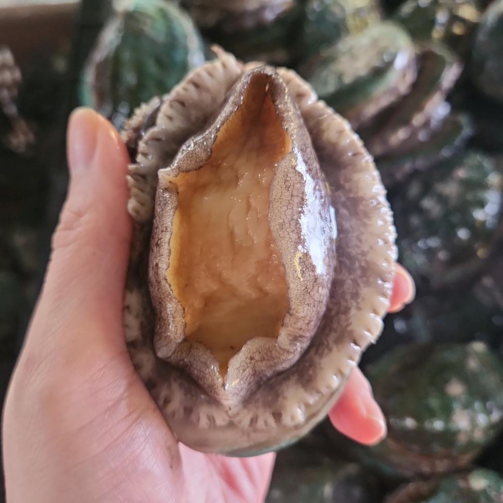 양식 전복1키로 생전복 전복회 전남완도 활전복 1kg 대전복 산지직송 (11-13미)