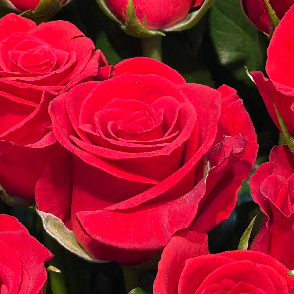 빨간 레드 장미100송이 프로포즈 이벤트 꽃바구니 전국 꽃배달서비스 꽃배송 로즈 생일 선물