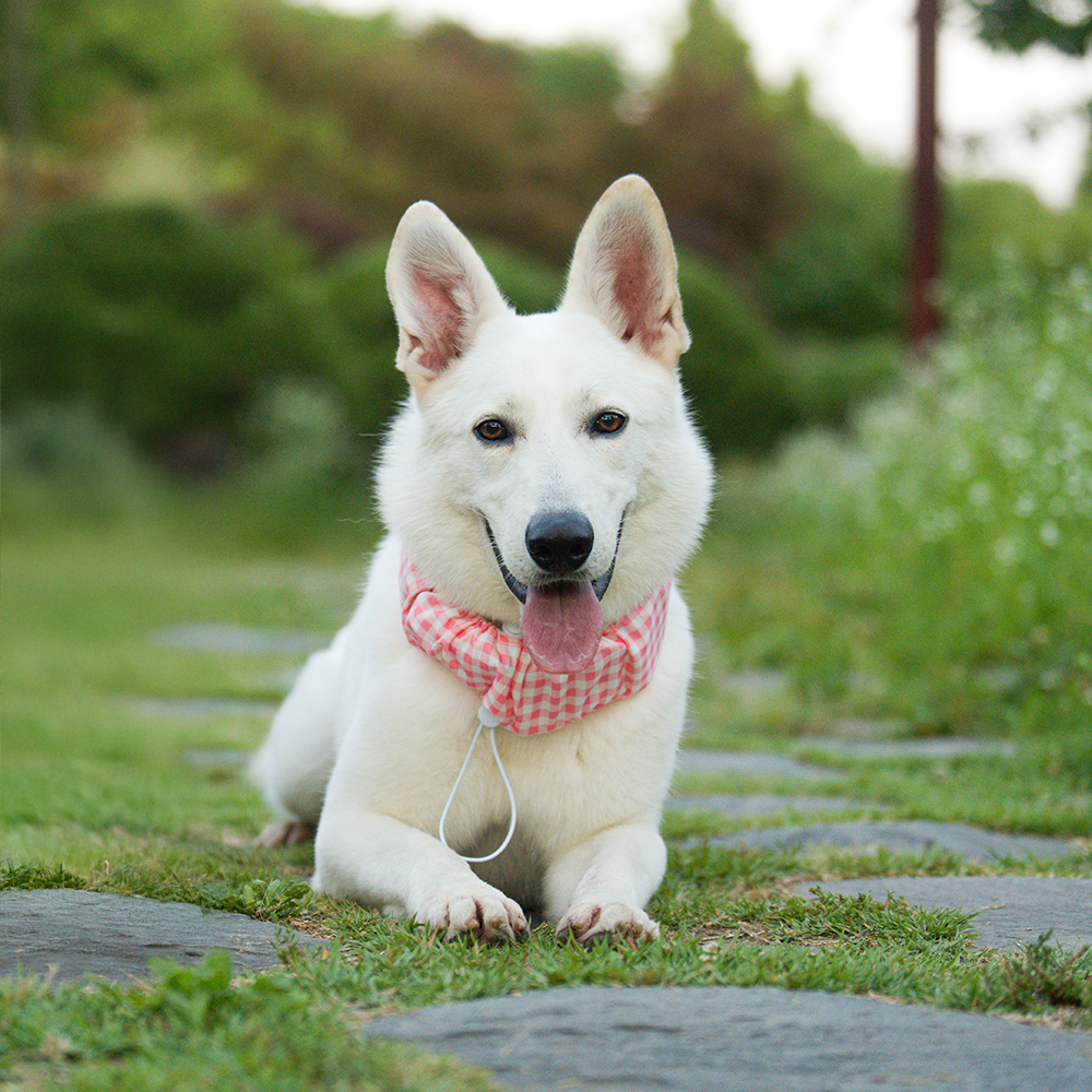강아지 쿨스카프 넥쿨러 쿨링 넥케이프 대형견 쿨스카프