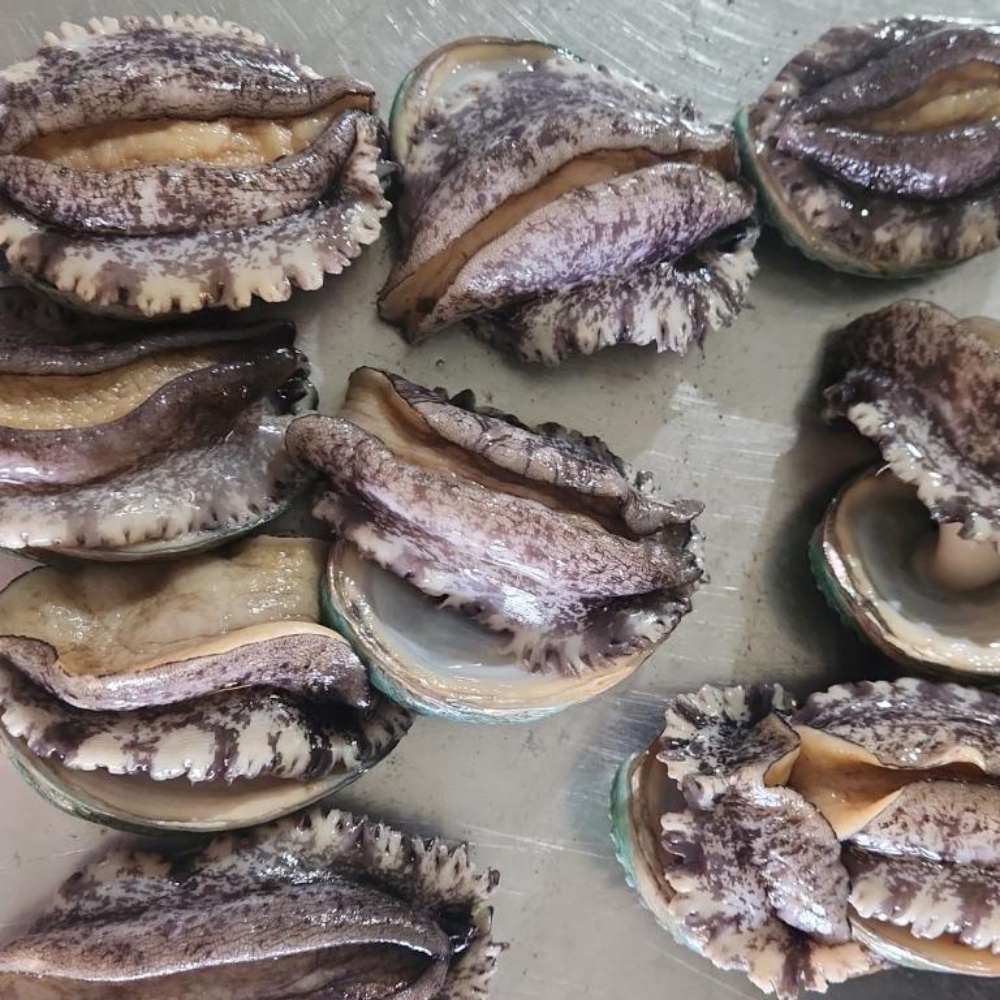 양식 전복1키로 생전복 전복회 전남완도 활전복 1kg 대전복 산지직송 (11-13미) - 상세 이미지 3
