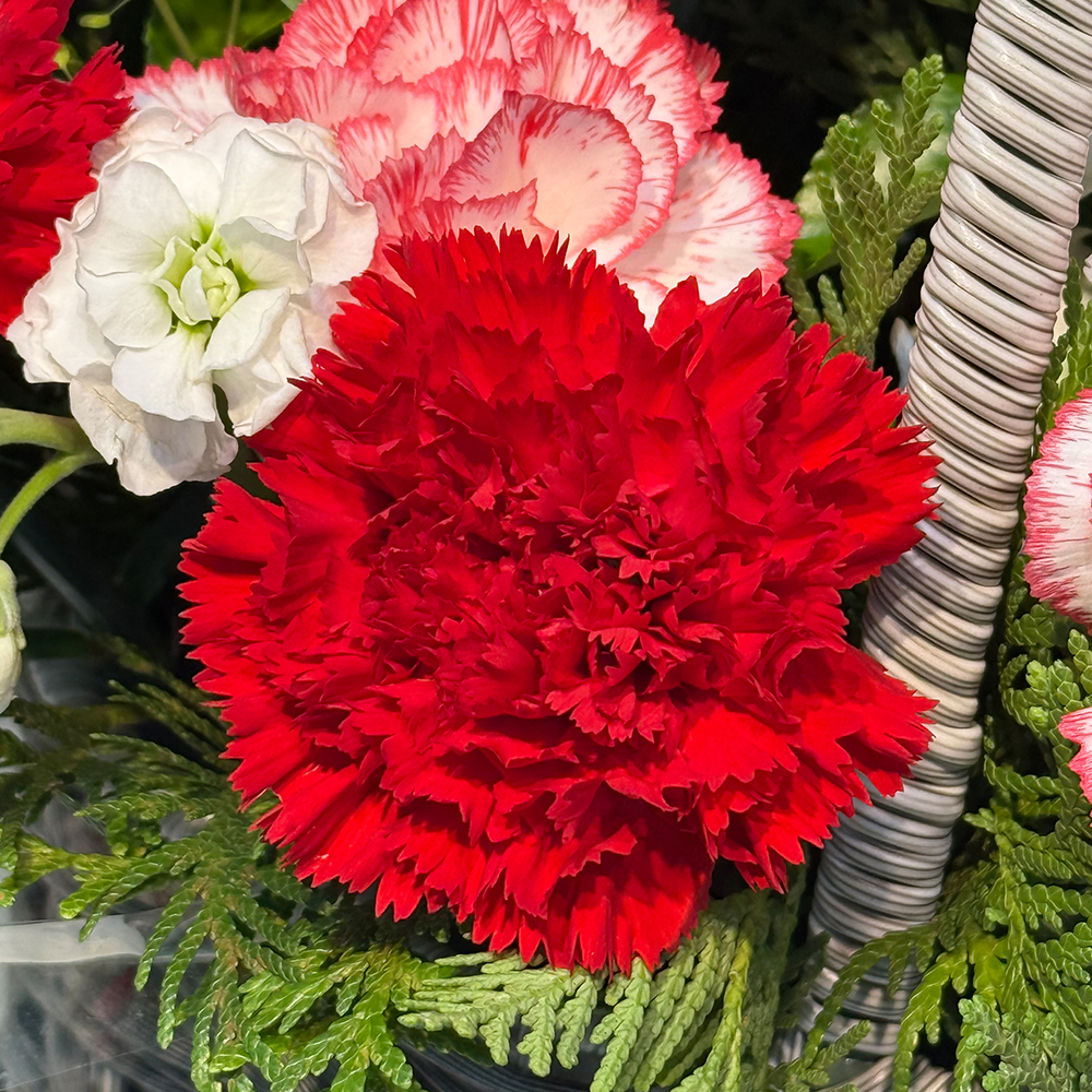 충남 보령 혼합 카네이션 꽃바구니 어버이날 스승의날 꽃배달 부모님 선물 인사 생화 농장직영