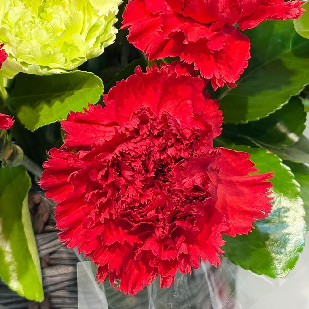 전북 군산 레드 카네이션 꽃바구니 어버이날 스승의날 전국꽃배달 부모님 선물 생화 농장직영