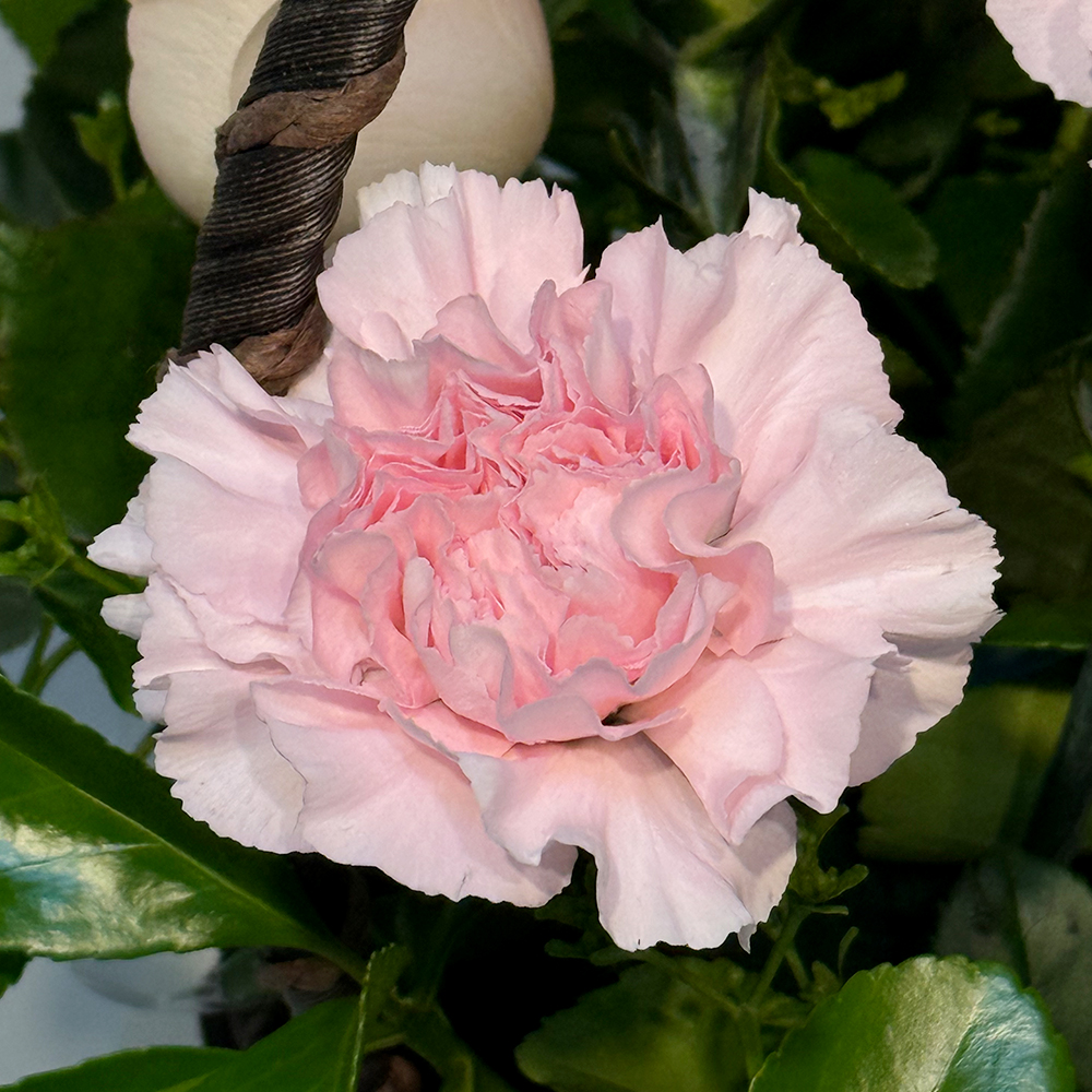 충남 논산 핑크 카네이션 꽃바구니 어버이날 스승의날 전국꽃배달 부모님 선물 생화 농장직영